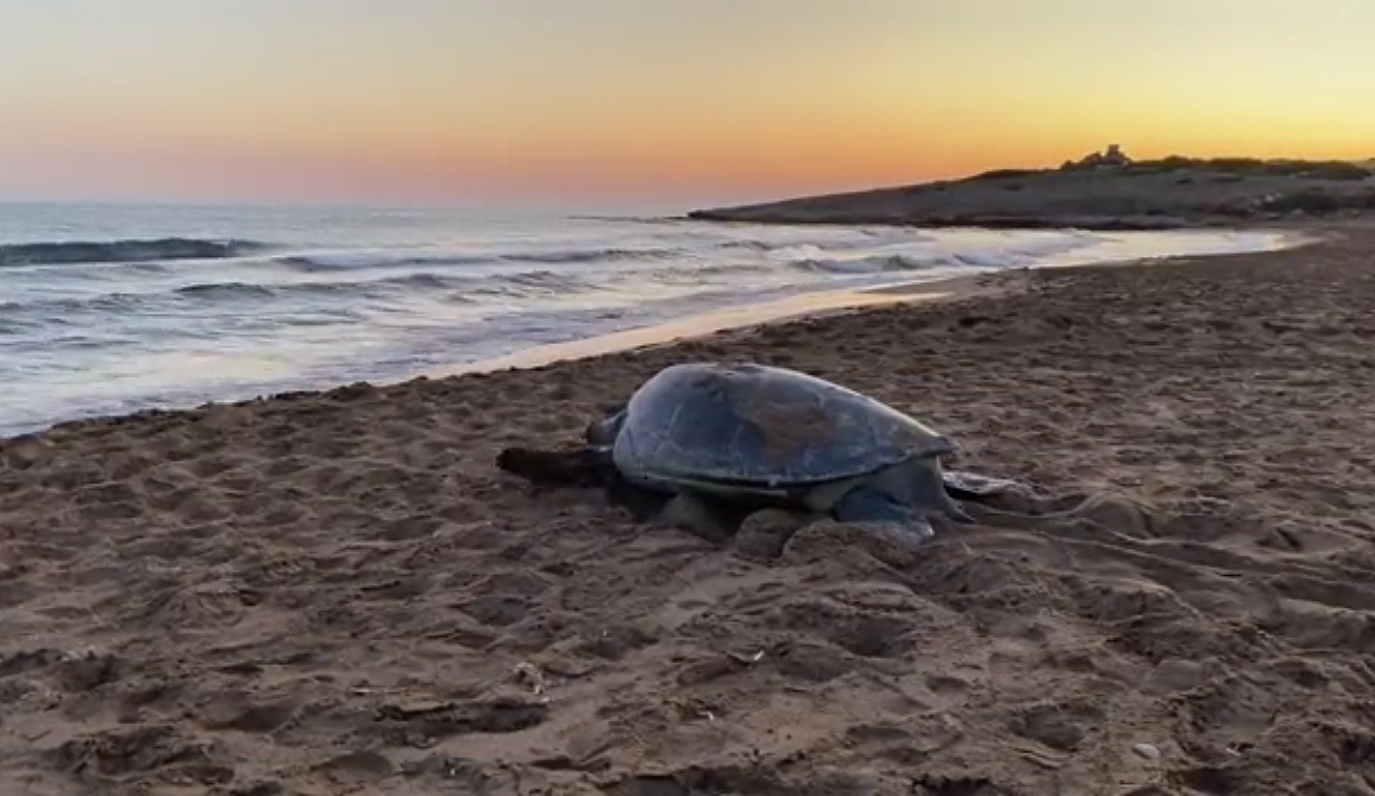image Turtles nesting earlier in Cyprus as climate warms