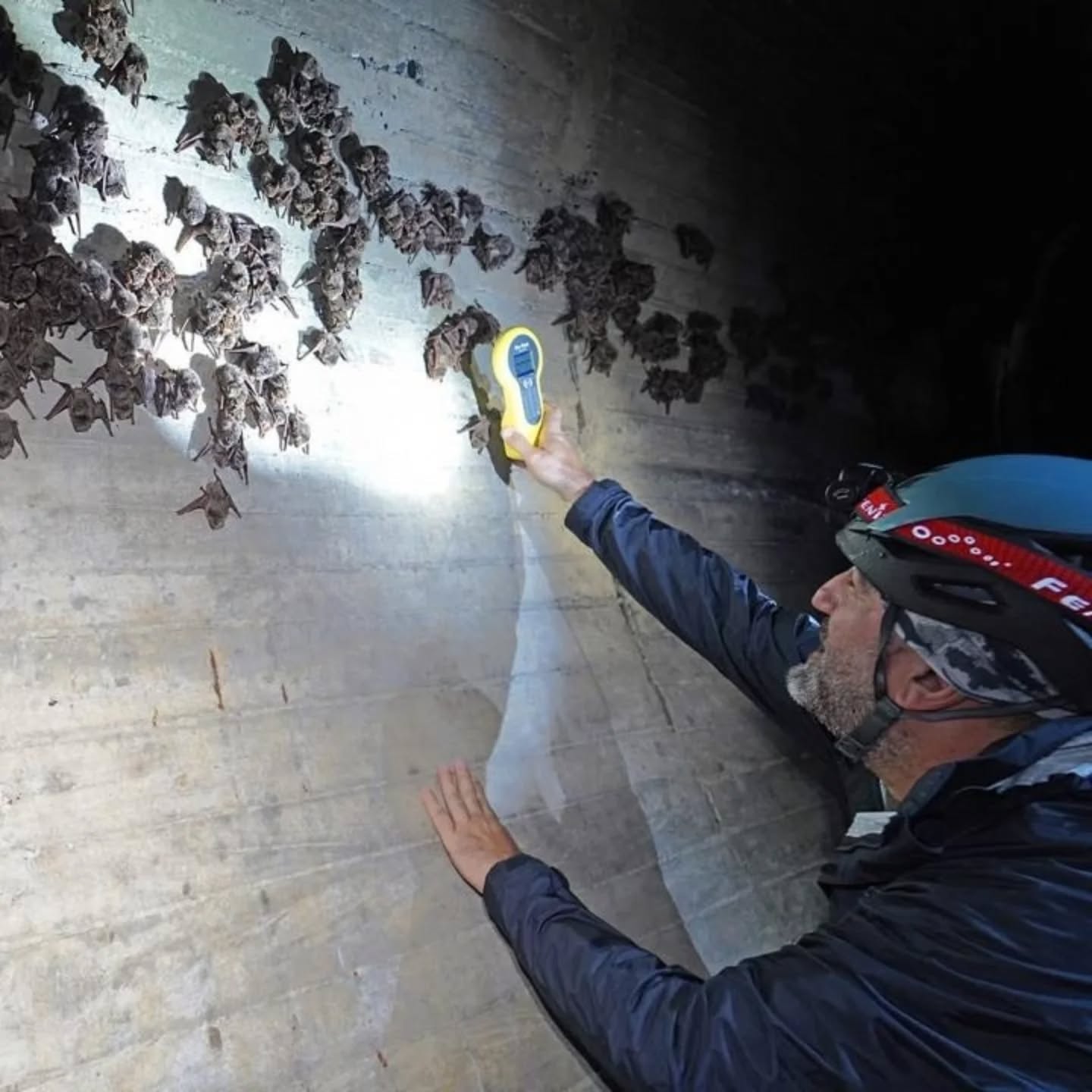 image Scientists find bats migrating across Cyprus for the first time