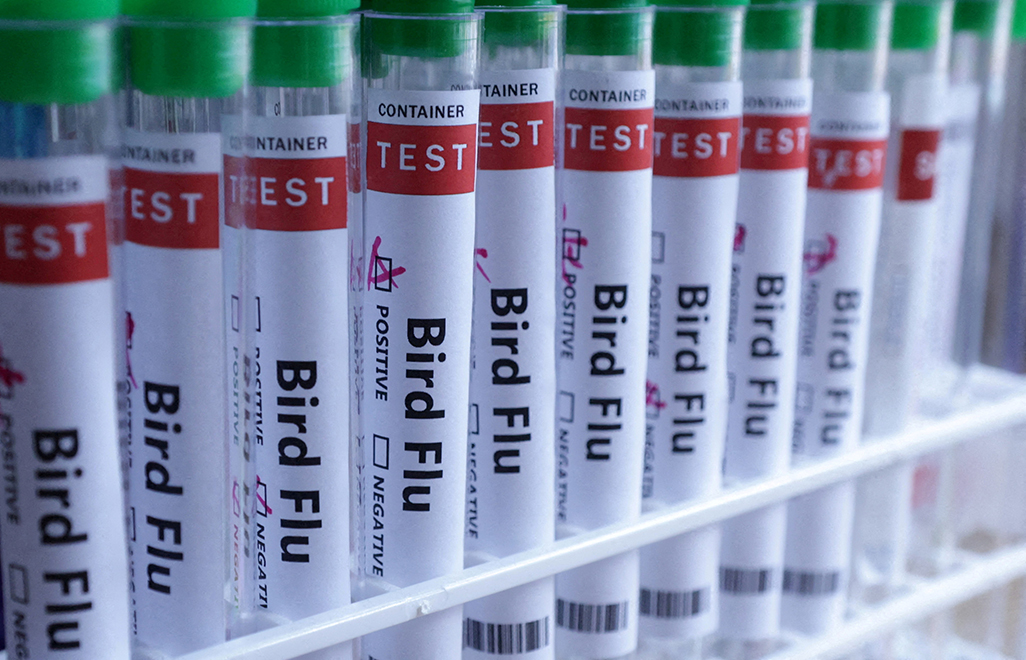 image UK detects first case of bird flu in a sheep, stoking fears of spread