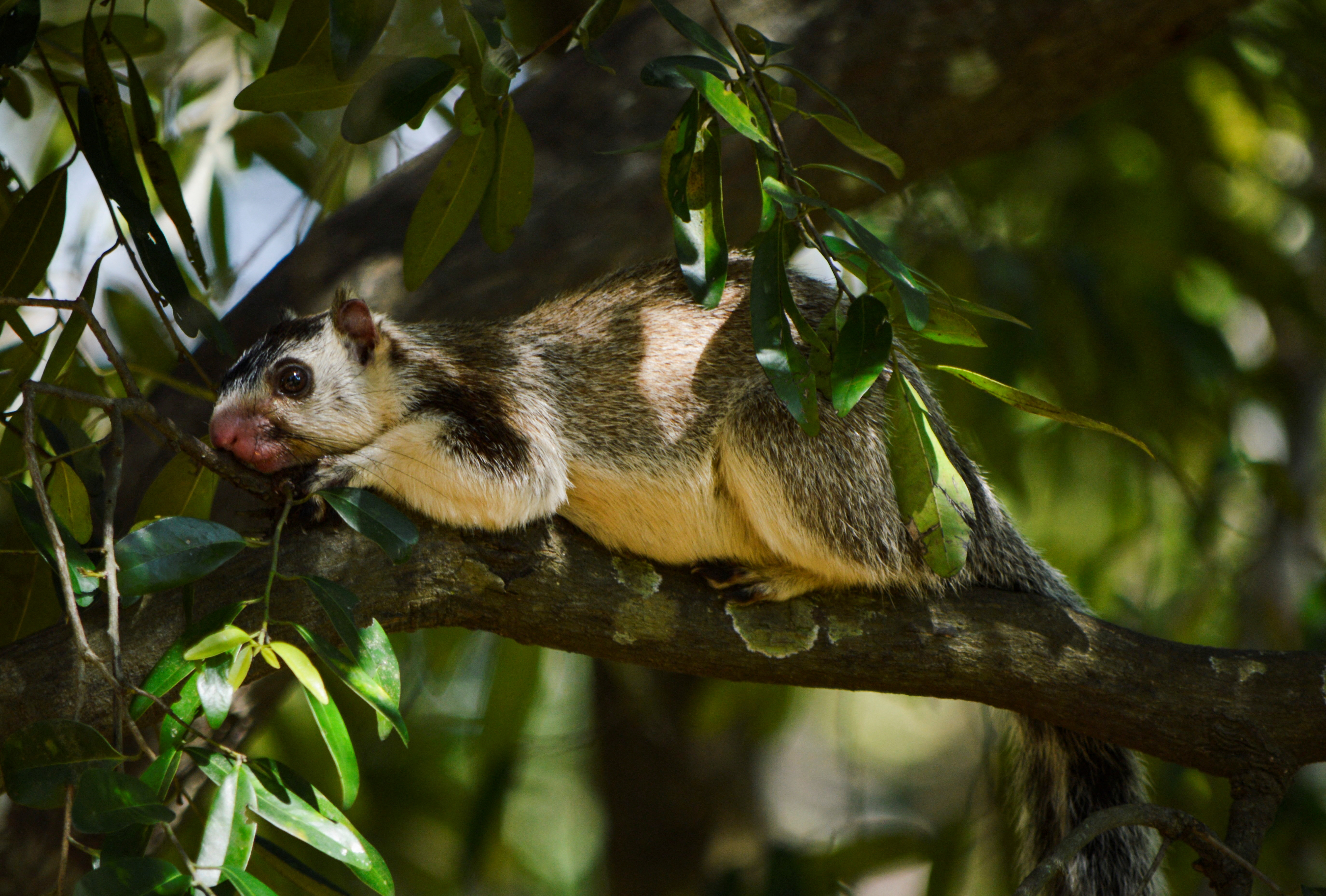 image Sri Lanka counts monkeys, peacocks and squirrels to tackle crop damage