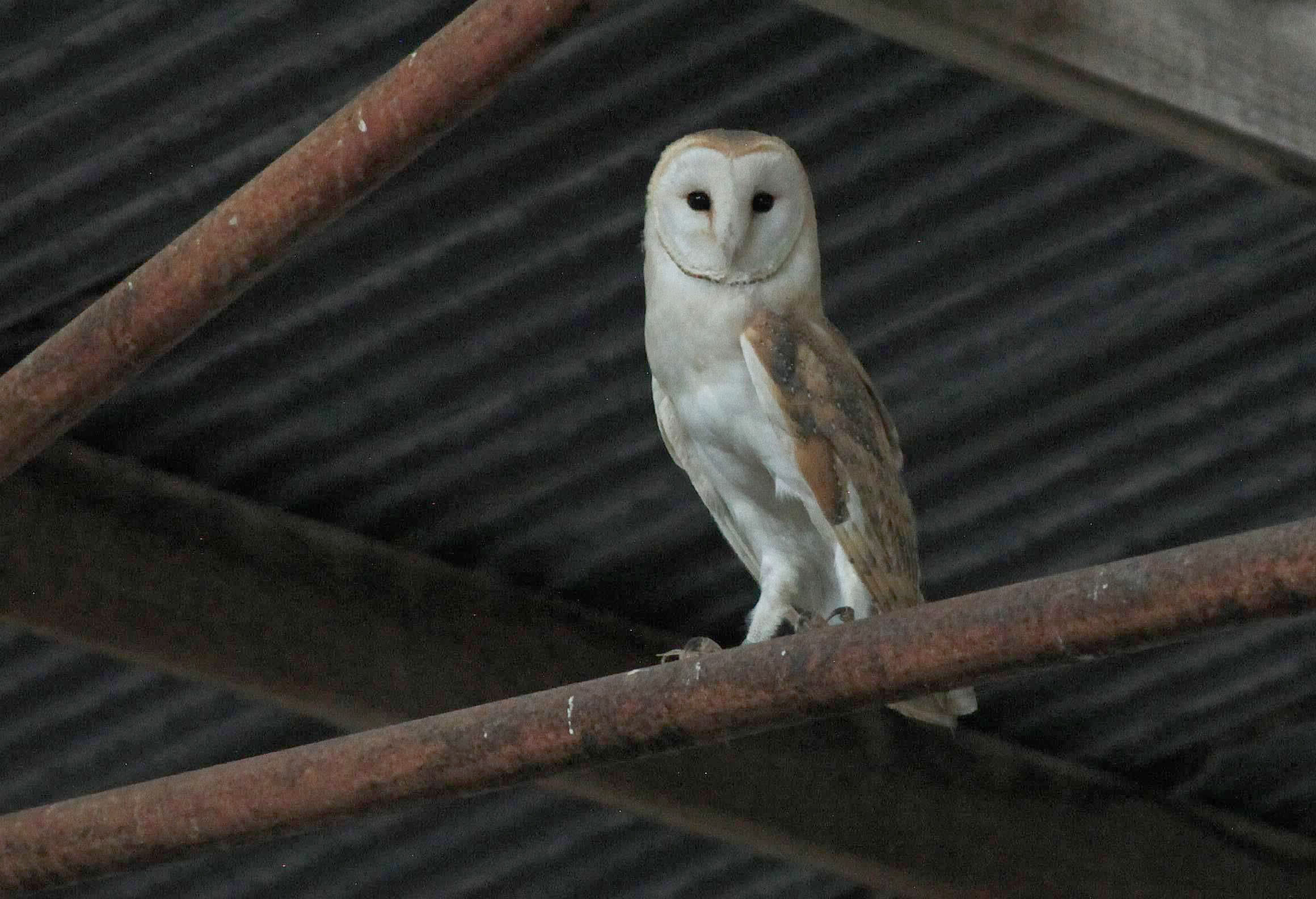 image Barn owls take on Cyprus’ rodent problem