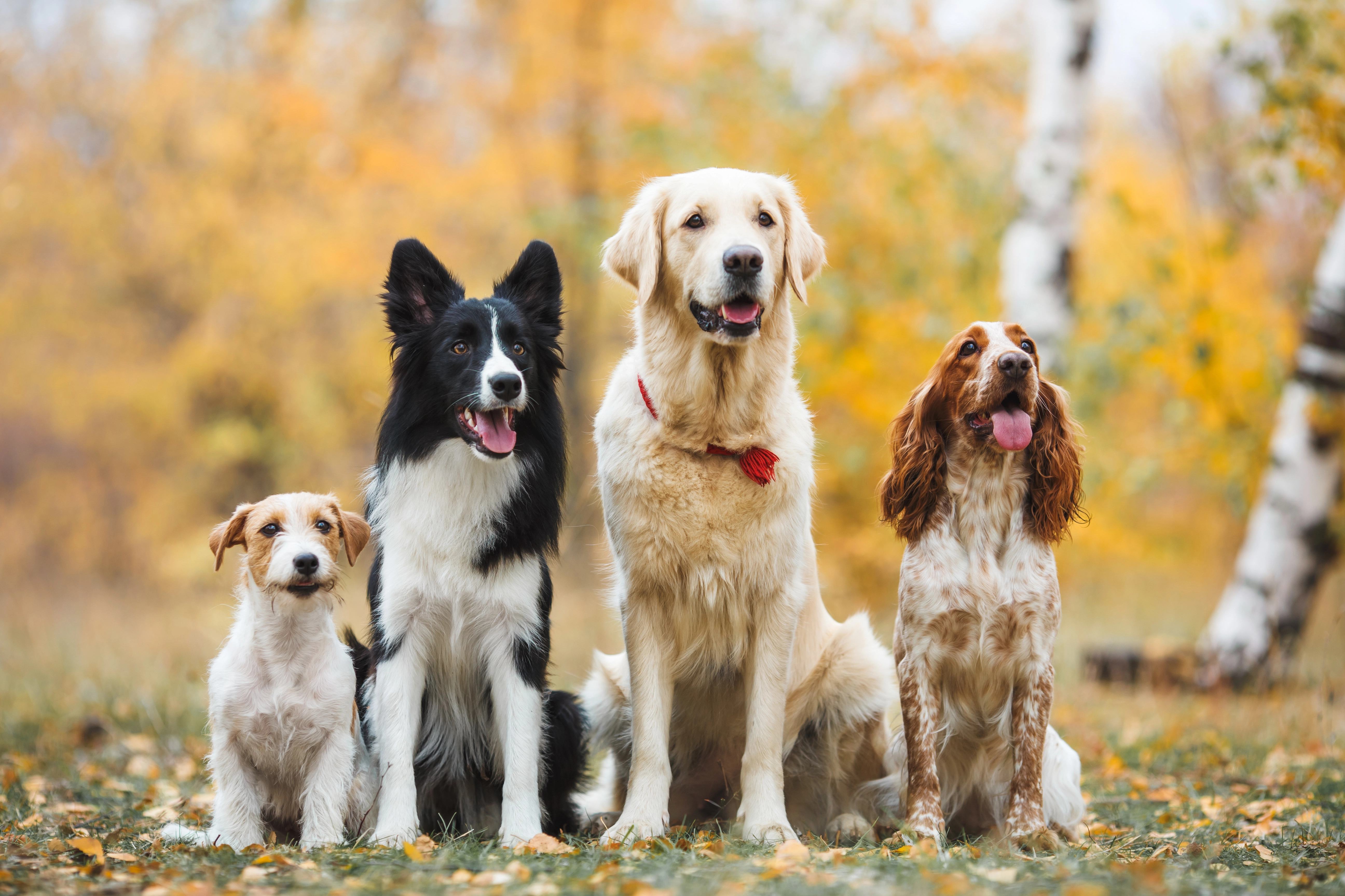 image MPs discuss stricter penalties for animal abuse