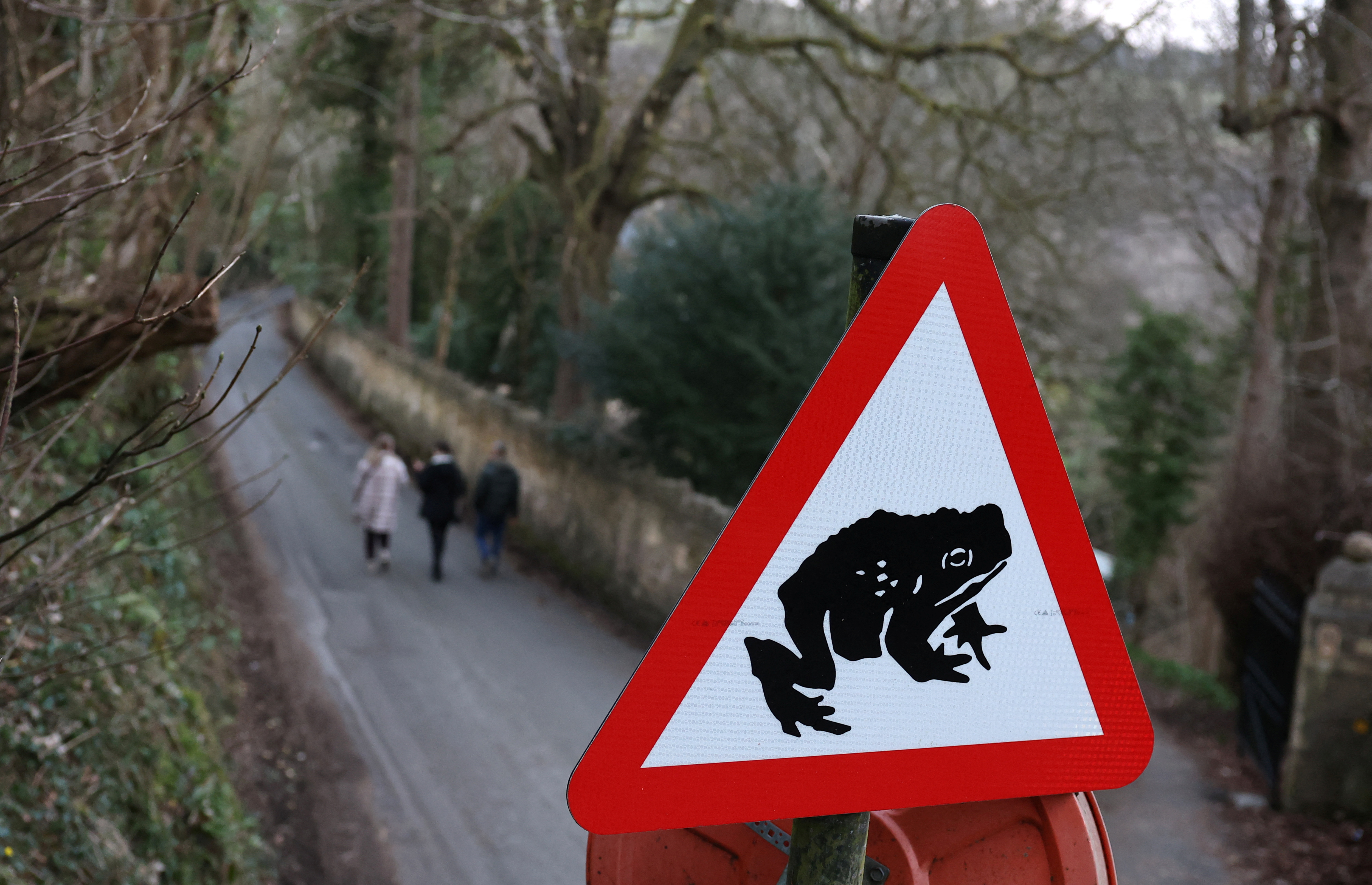 image Toad patrol in rural England aims to rescue amphibian population