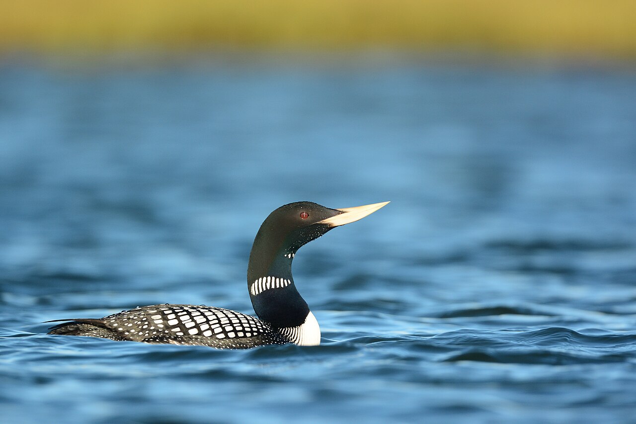 image Many US bird species seen as reaching population &#8216;tipping point&#8217;