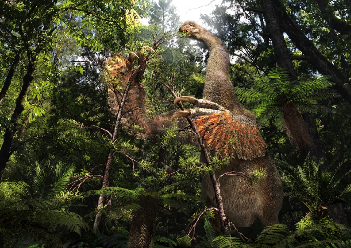 image Weird Mongolian dinosaur wielded &#8216;big, sharp and nasty&#8217; claws