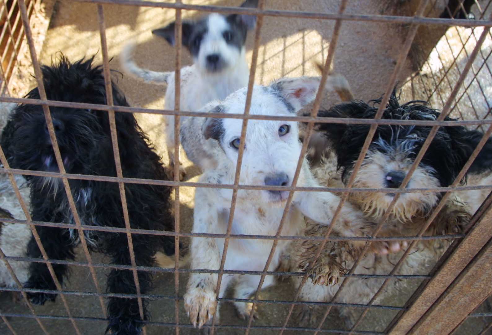 image Animal abuse cases on the rise in Cyprus