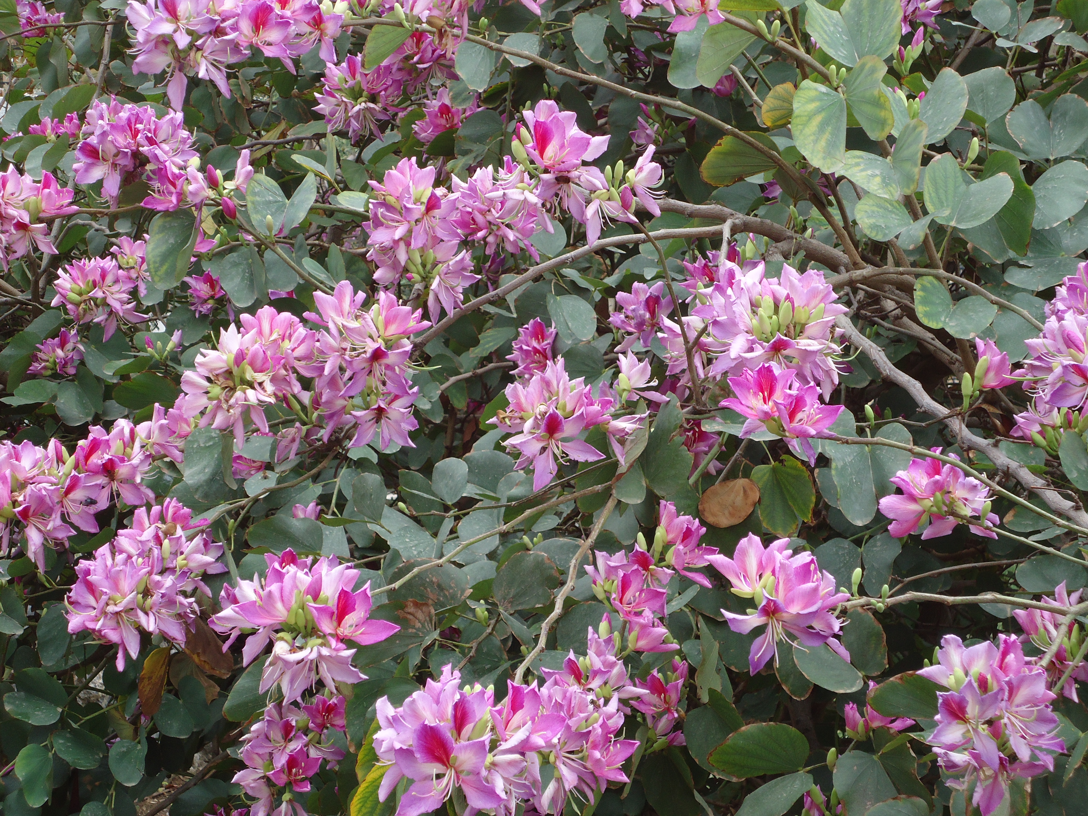 image Trees and flower beds burst into bloom
