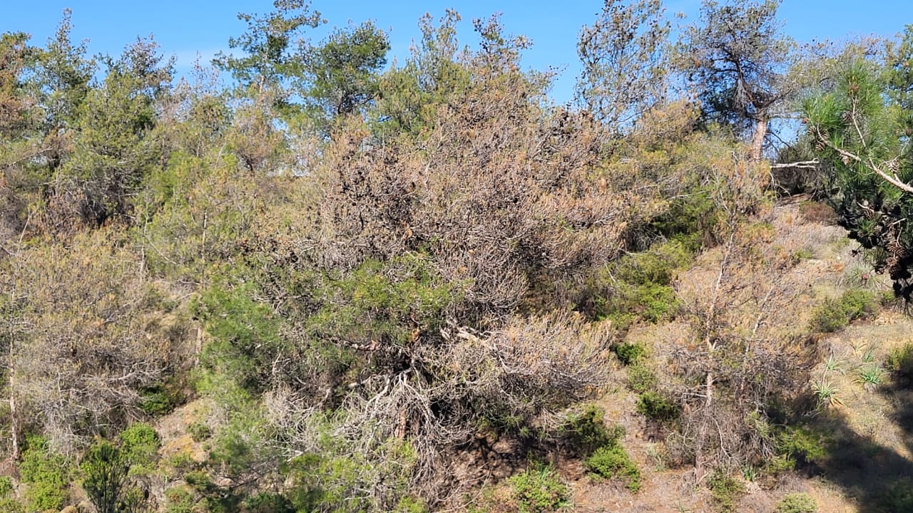 image Toxic caterpillars a threat to Cyprus’ forests