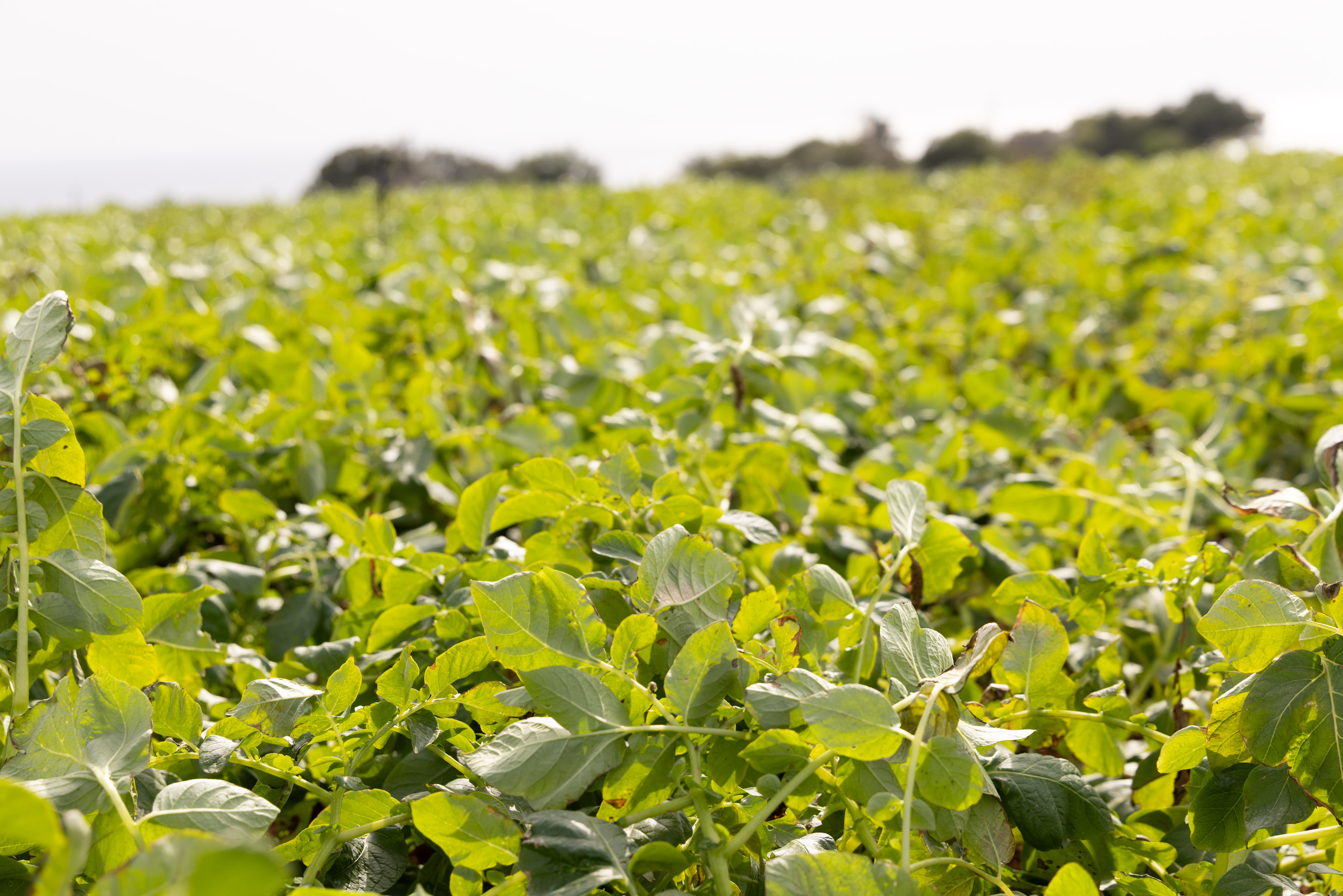 image Cyprus farmers urged to adopt technology in €450m rural plan