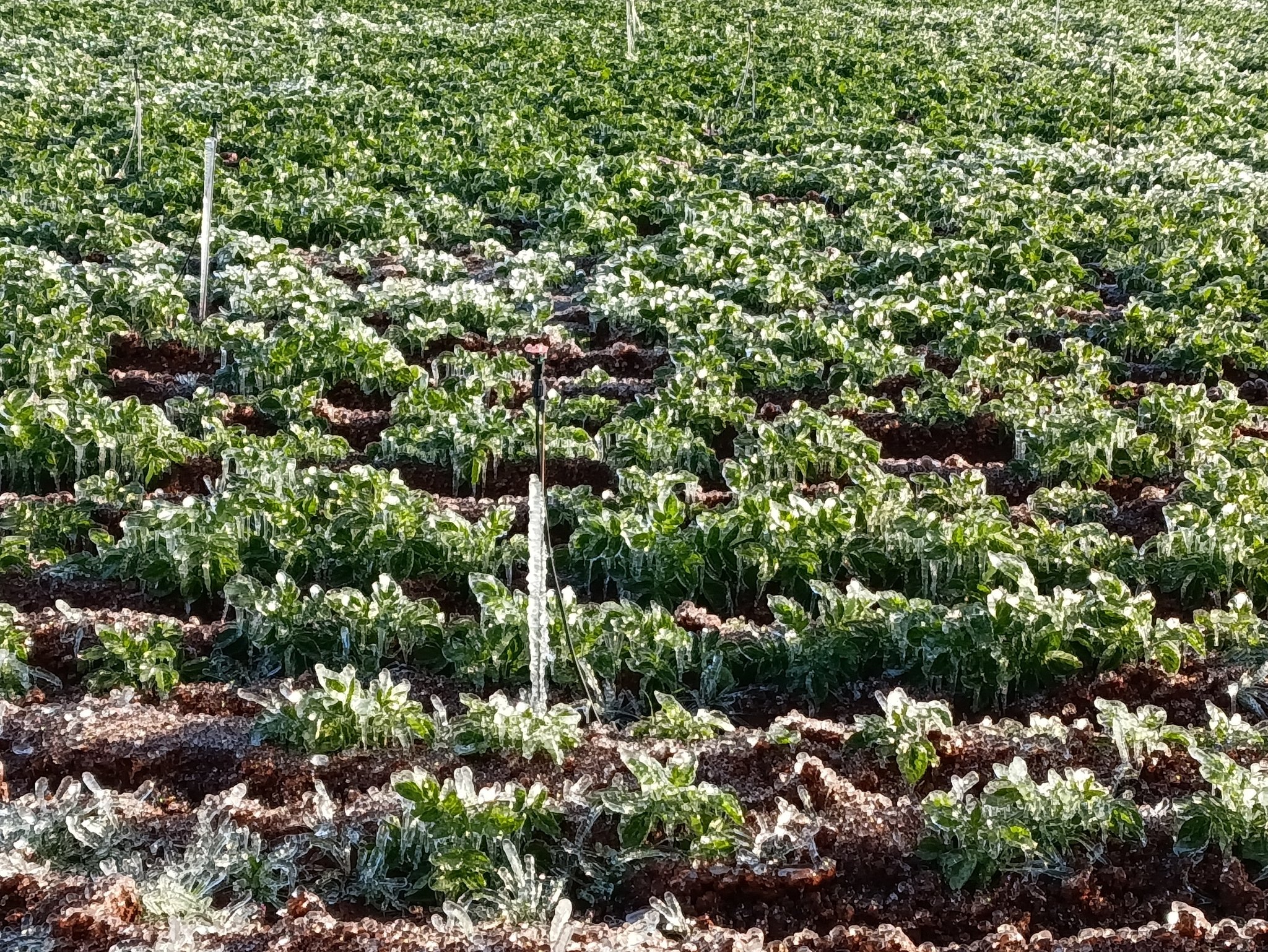 image Funds for potato farmers hit by freeze