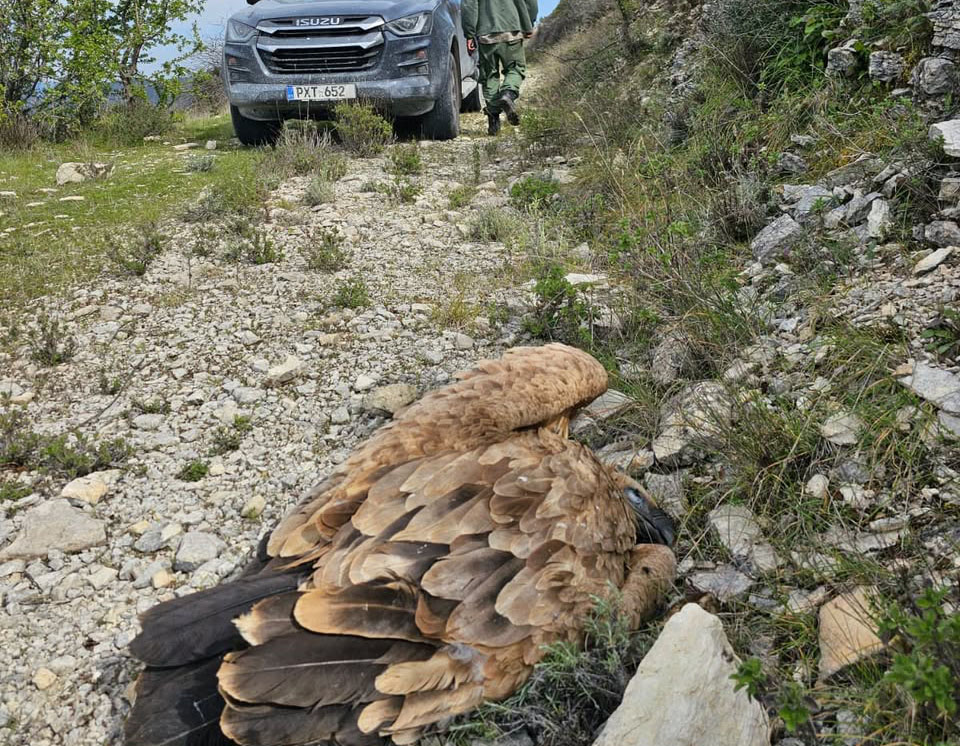 image BirdLife calls on EAC after another rare vulture found electrocuted