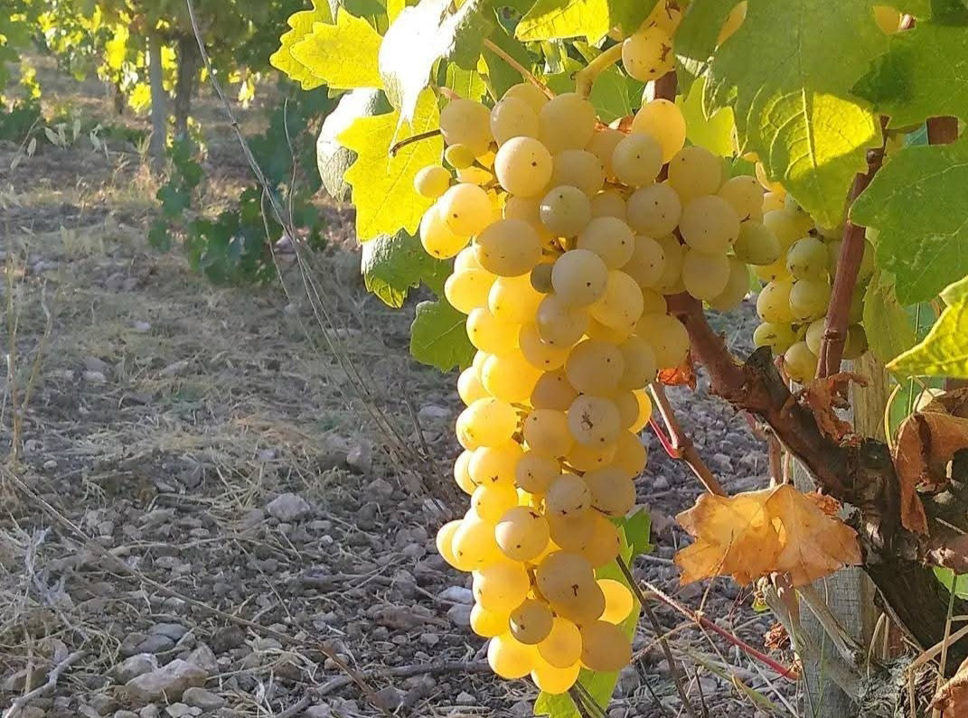image Decoding terroir in Cyprus wines: a guided tasting experience