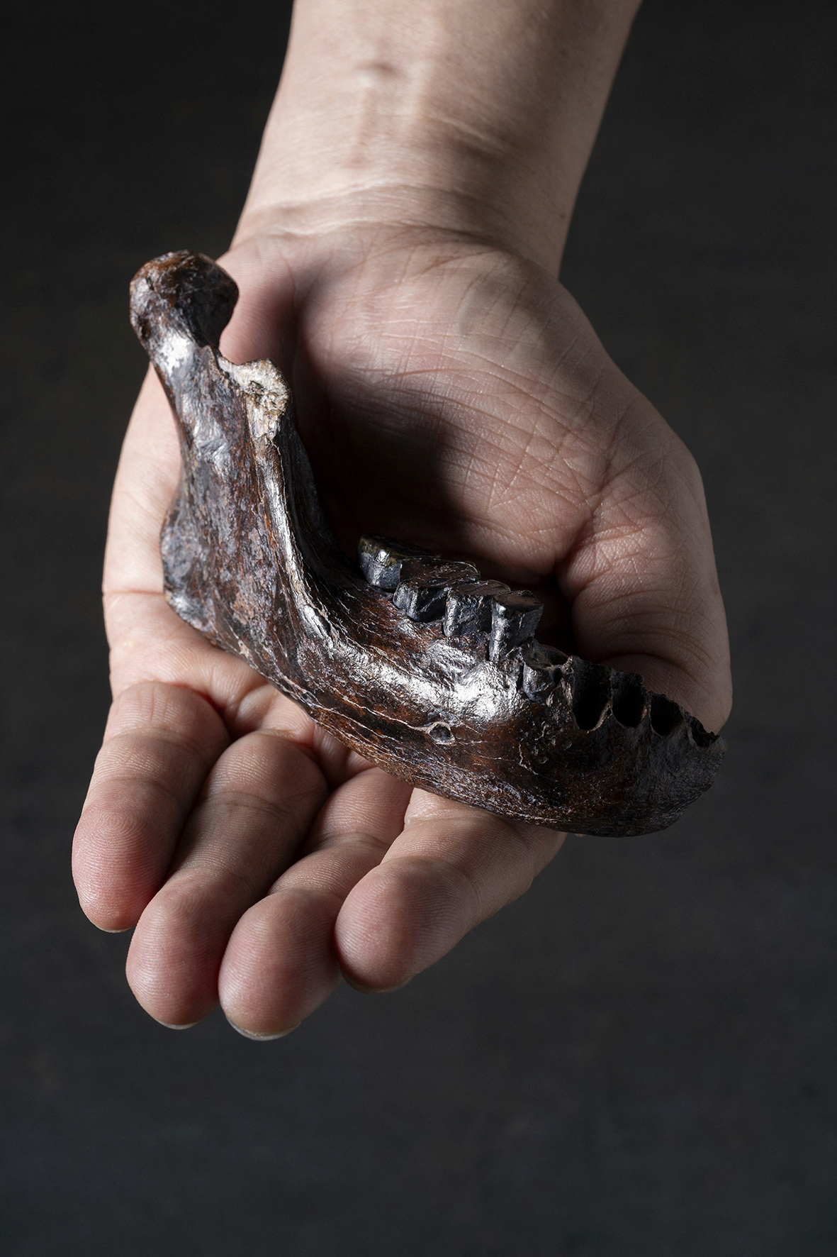 image Jawbone from Taiwan shows geographic reach of enigmatic archaic humans