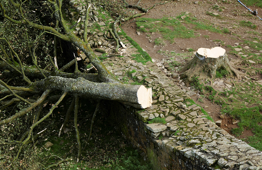 image Men felled much-loved British tree in &#8216;moronic mission&#8217;, court told