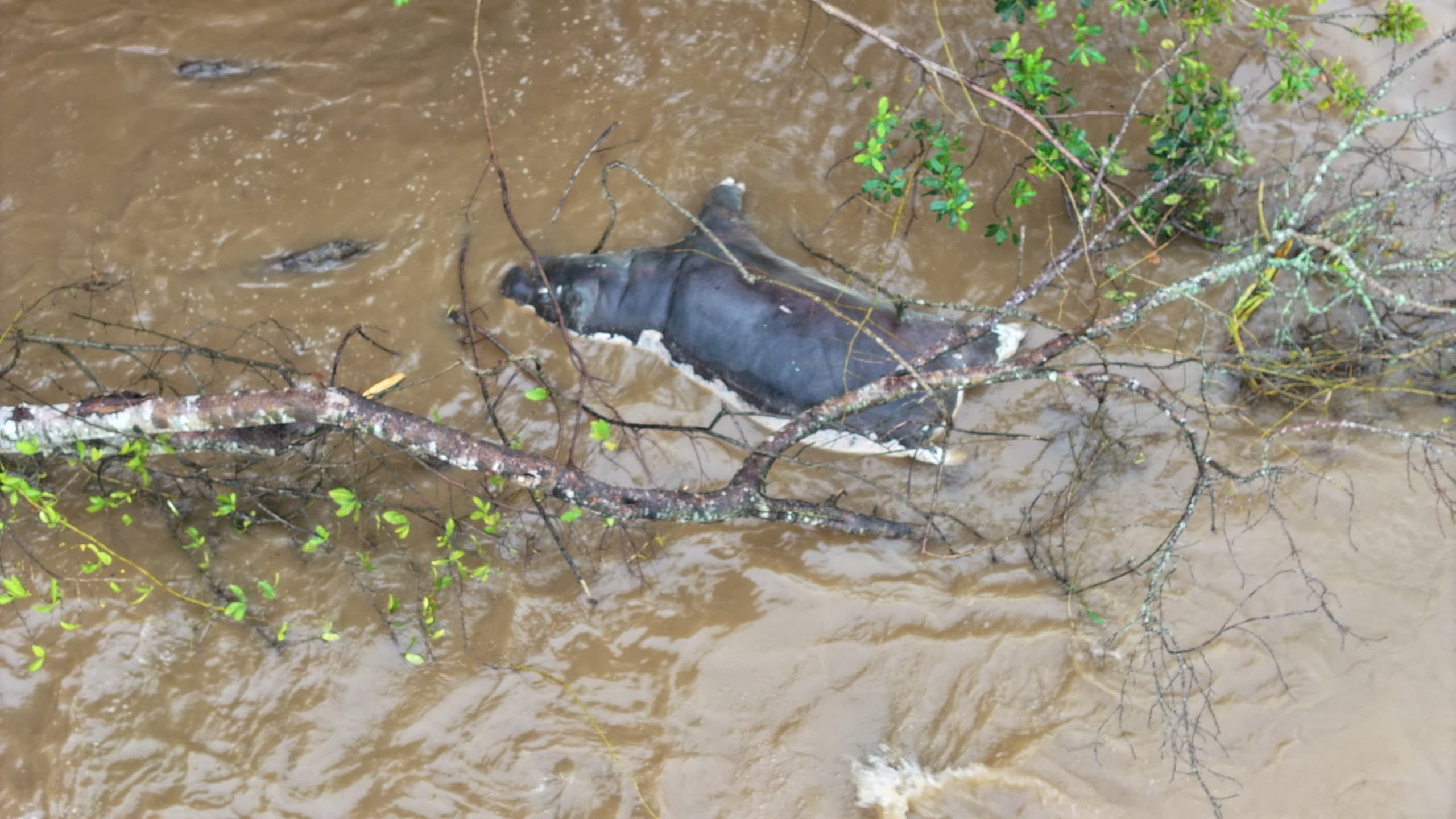 image Anthrax kills 50 hippos in Congo&#8217;s Virunga National Park