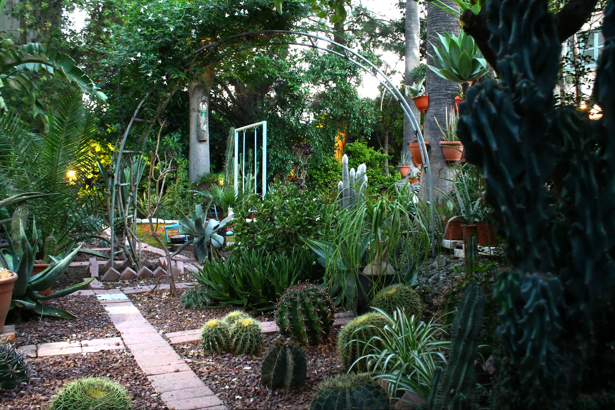 image Mad about cacti