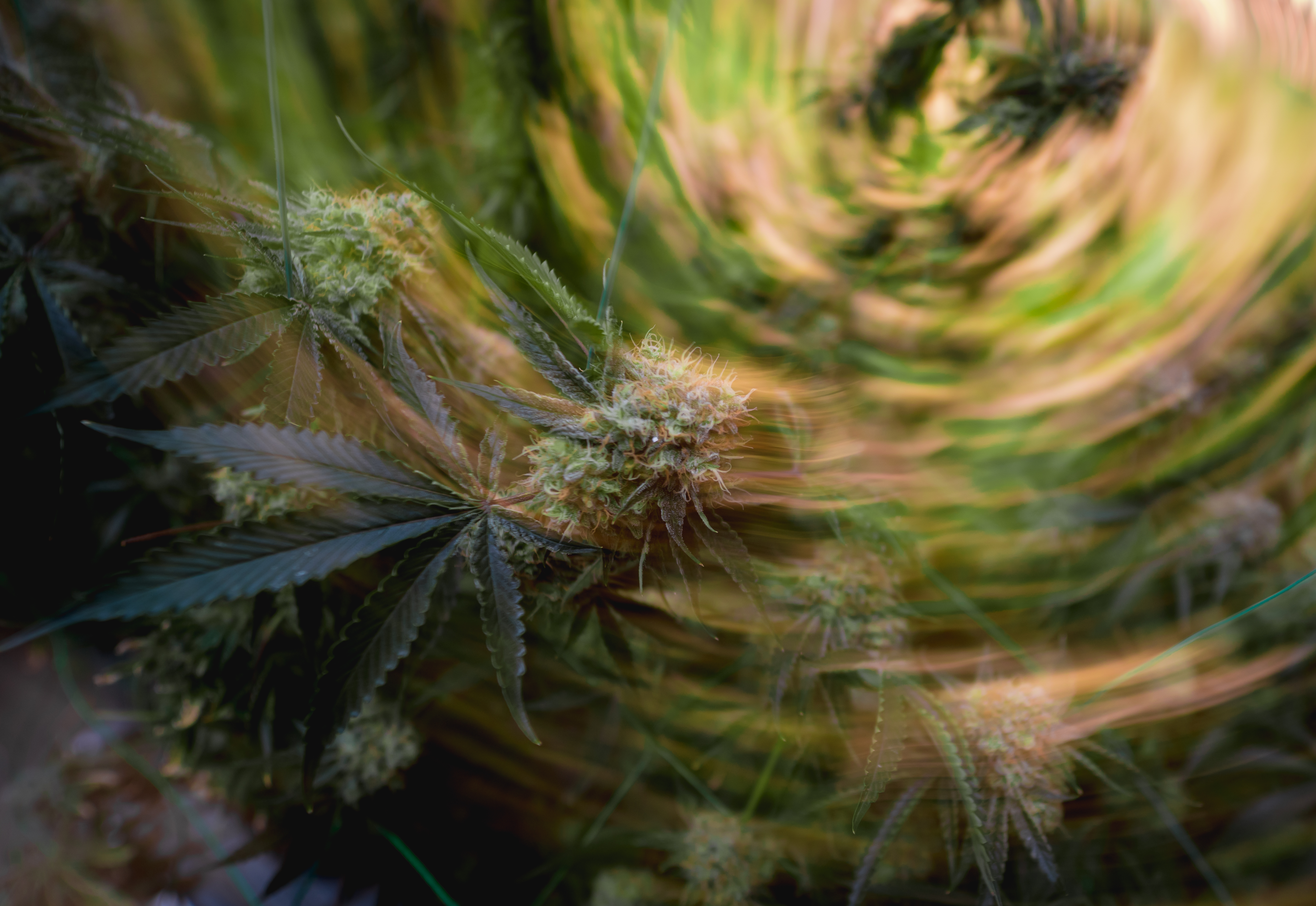 image Police confiscate 11.5 kg of cannabis, make one arrest