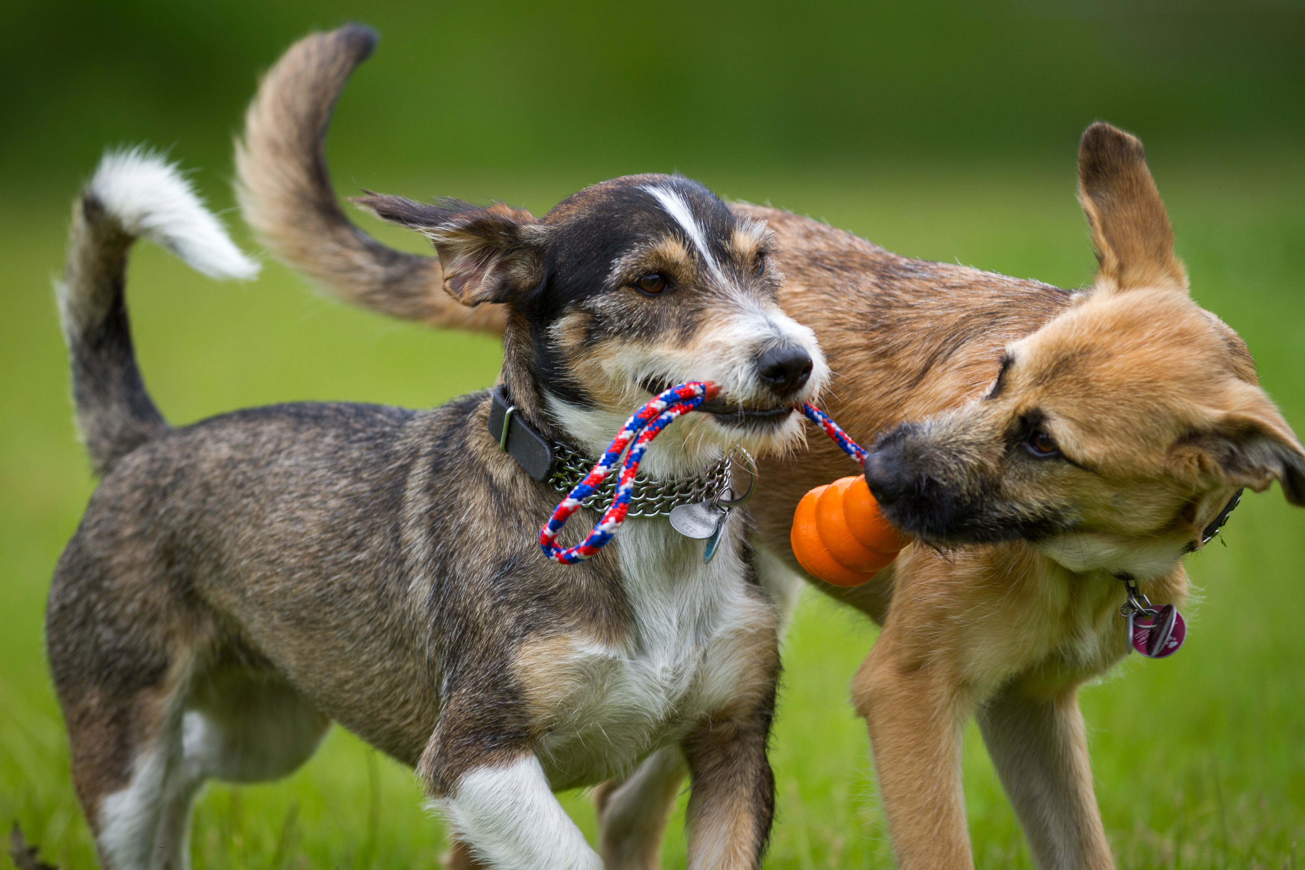 image Euthanasia cannot be used on healthy animals, says commissioner