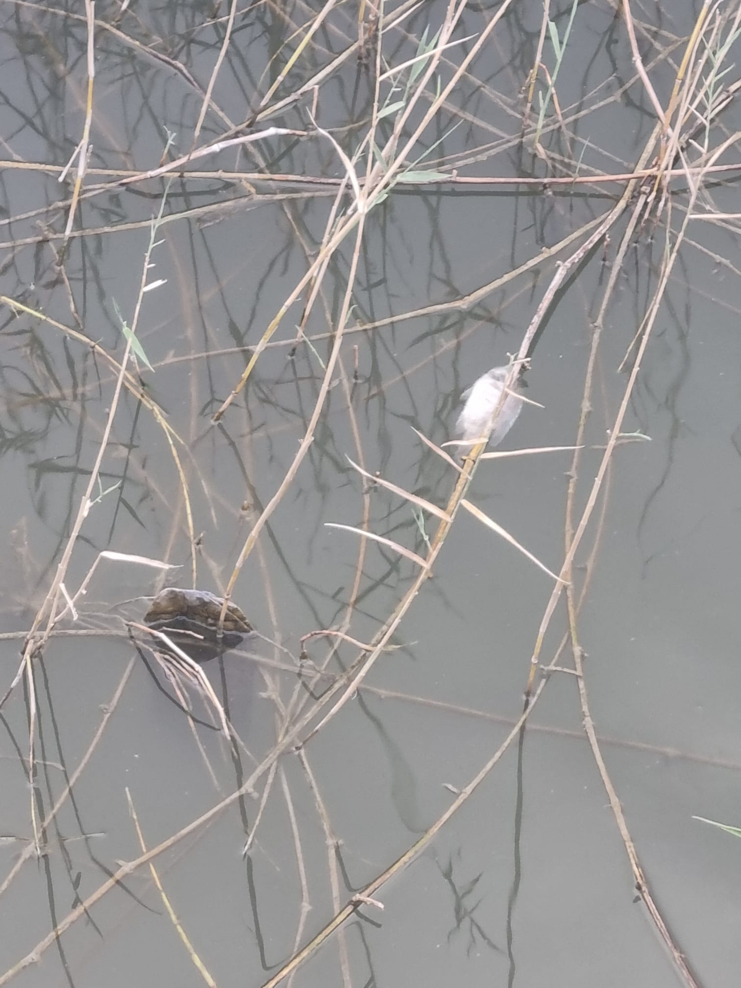 image How a responsibility limbo leaves a wetland overlooked