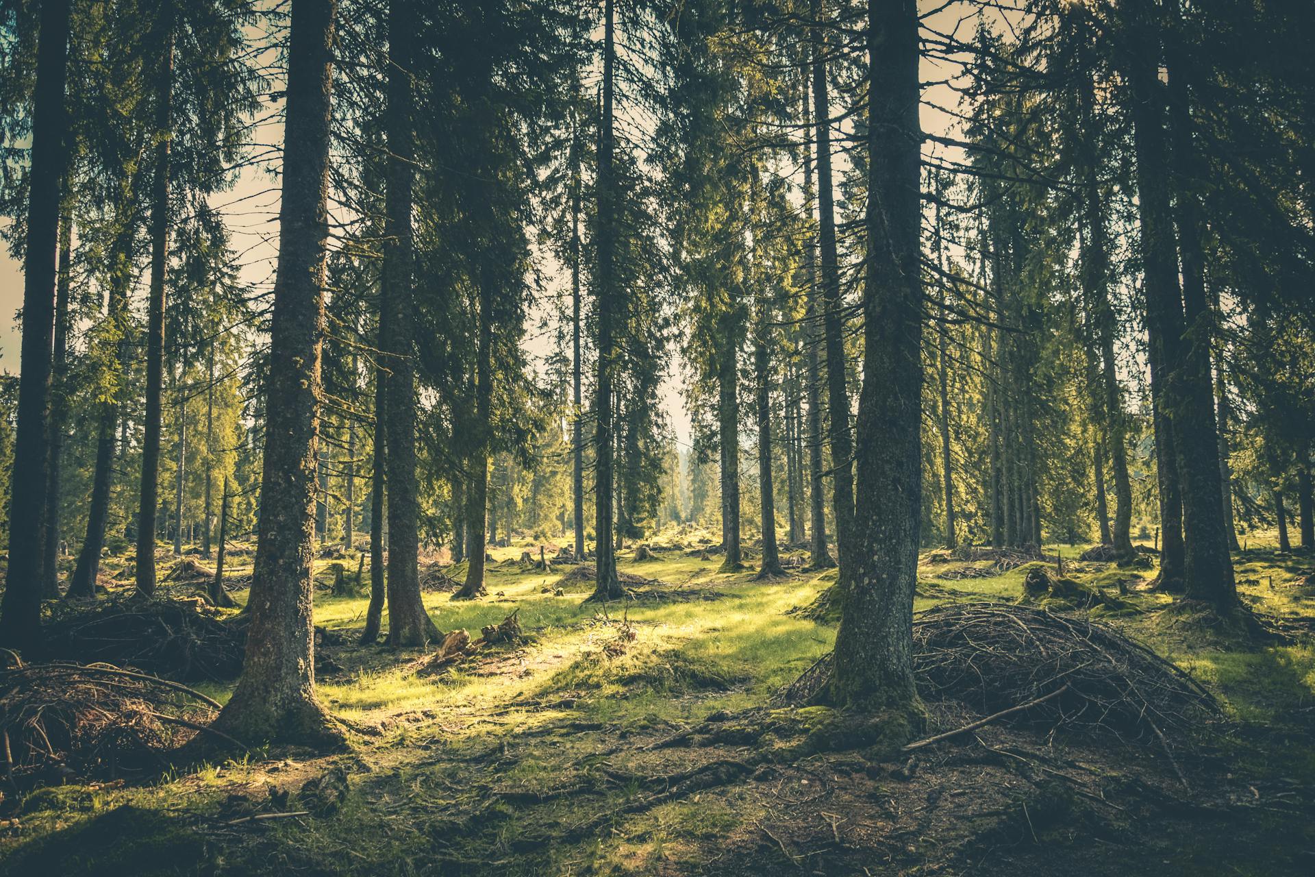 image Guardians of the glades: protecting Europe’s forests against climate change