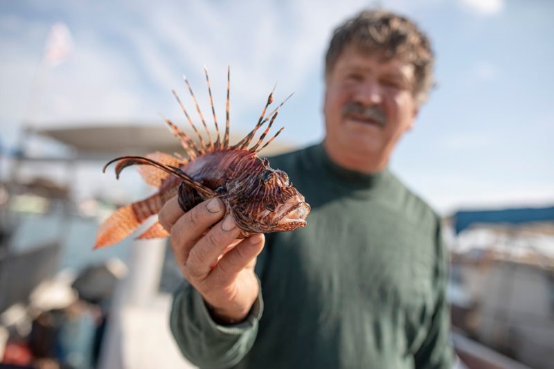 image Over 200 alien marine species in waters off Cyprus