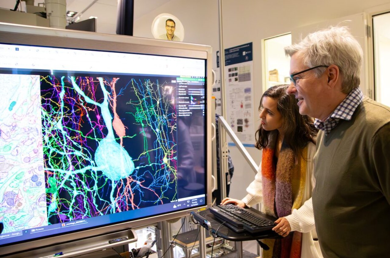 image Scientists produce painstaking wiring diagram of a mouse&#8217;s brain