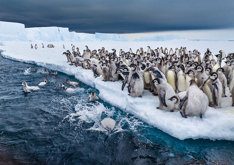 image Secrets of the Penguins premiered on eve of Earth Day