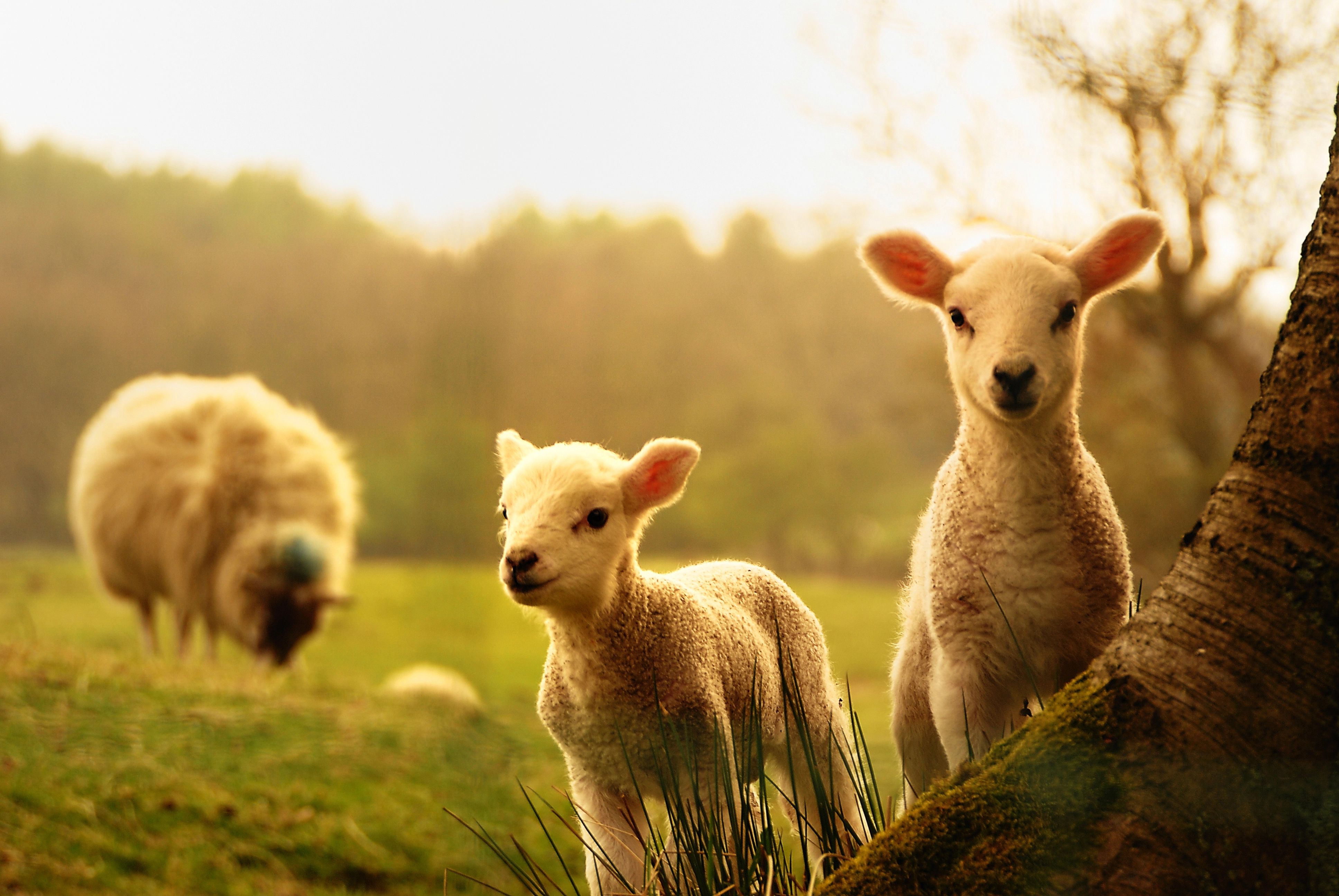 image Animal Party calls for banning of Easter activities with animals