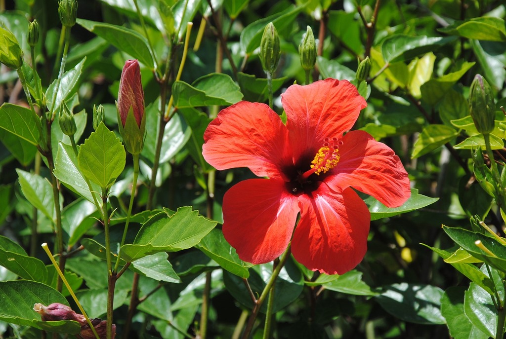 image Still time for some surprises in the garden