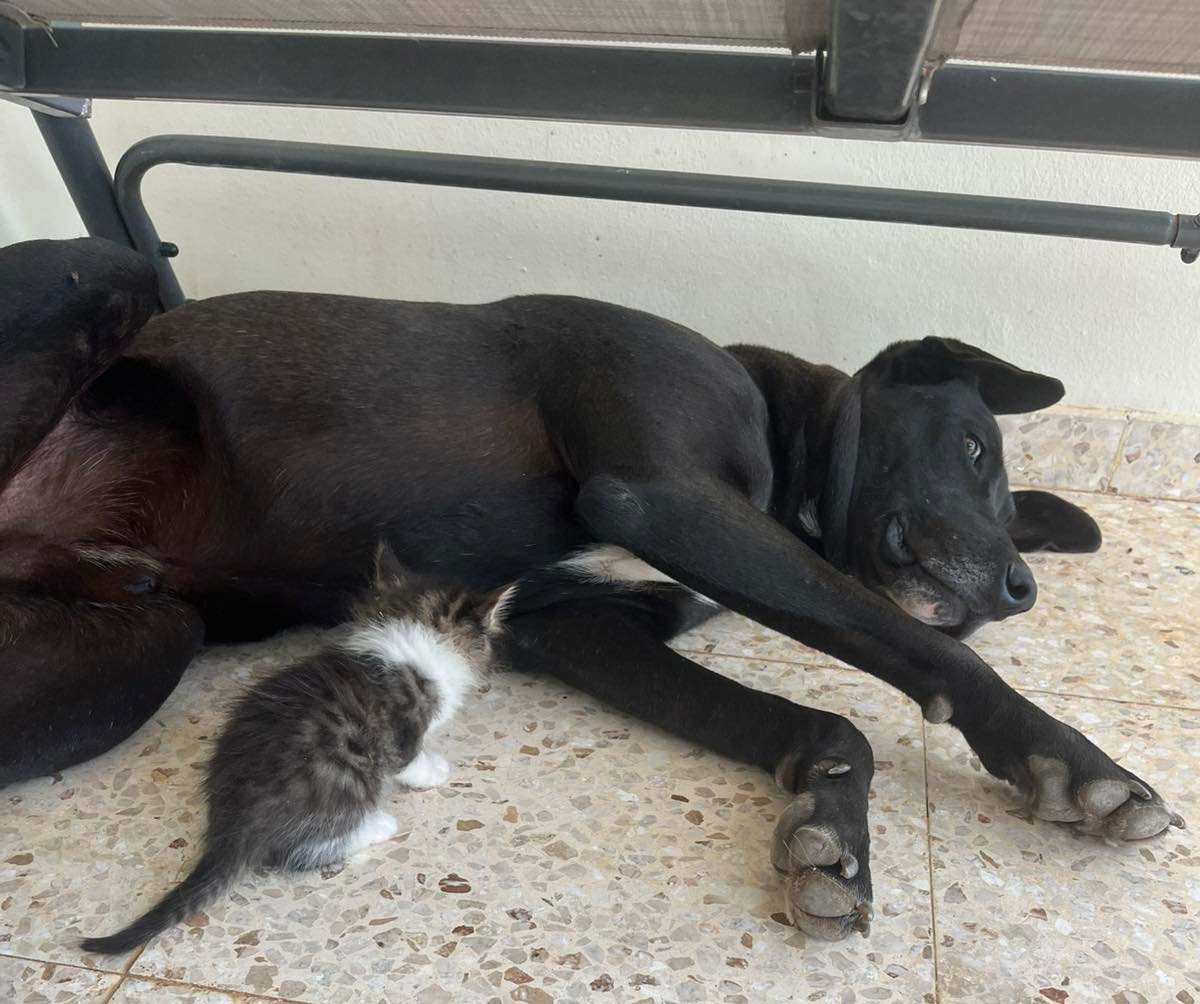 image Not all strays are as lucky as Lucky