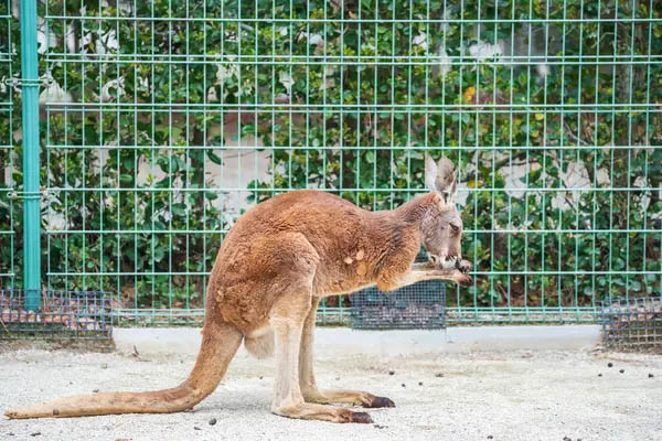 image Supplier of kangaroo slaughtered in parking lot under investigation