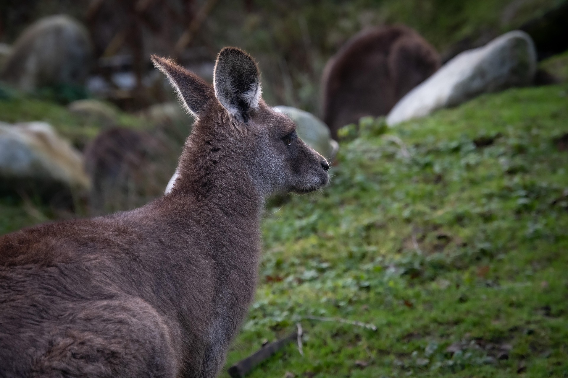 image Three to face court over kangaroo slaughter in Famagusta