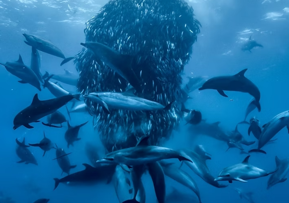 image David Attenborough film to be screened in Limassol