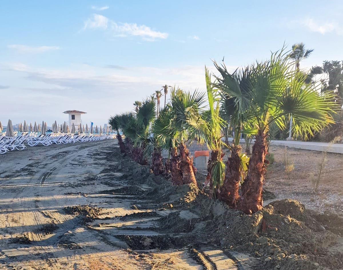 image Palm trees planted along Larnaca beaches