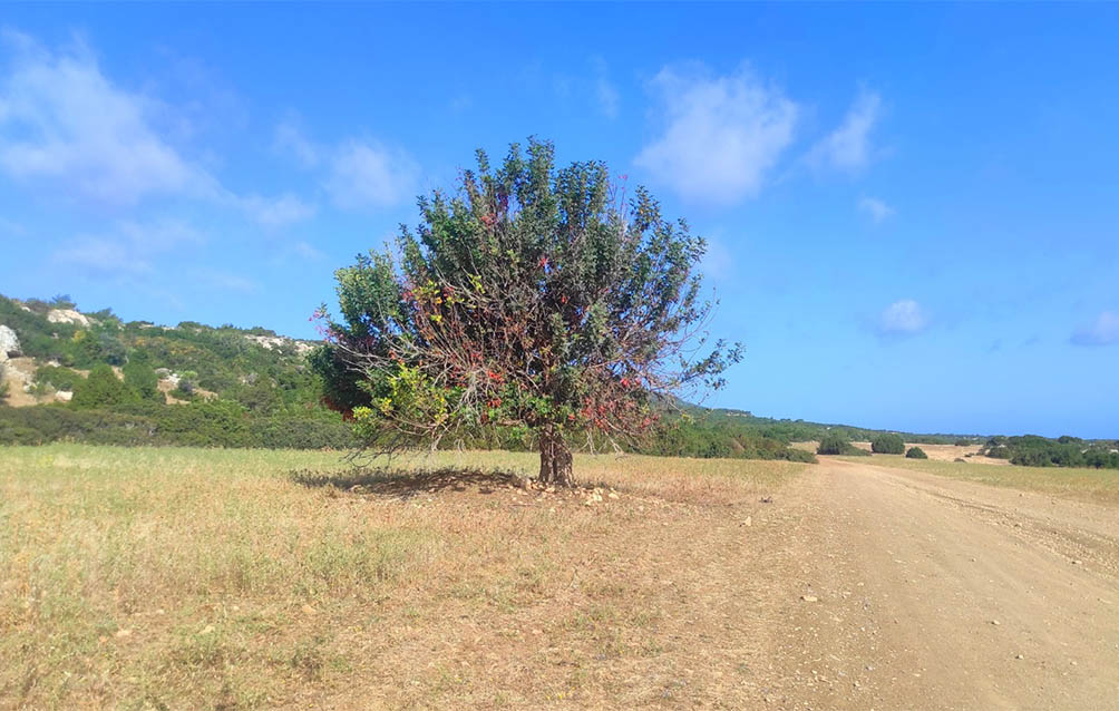 image Mainly fine, afternoon winds on coasts