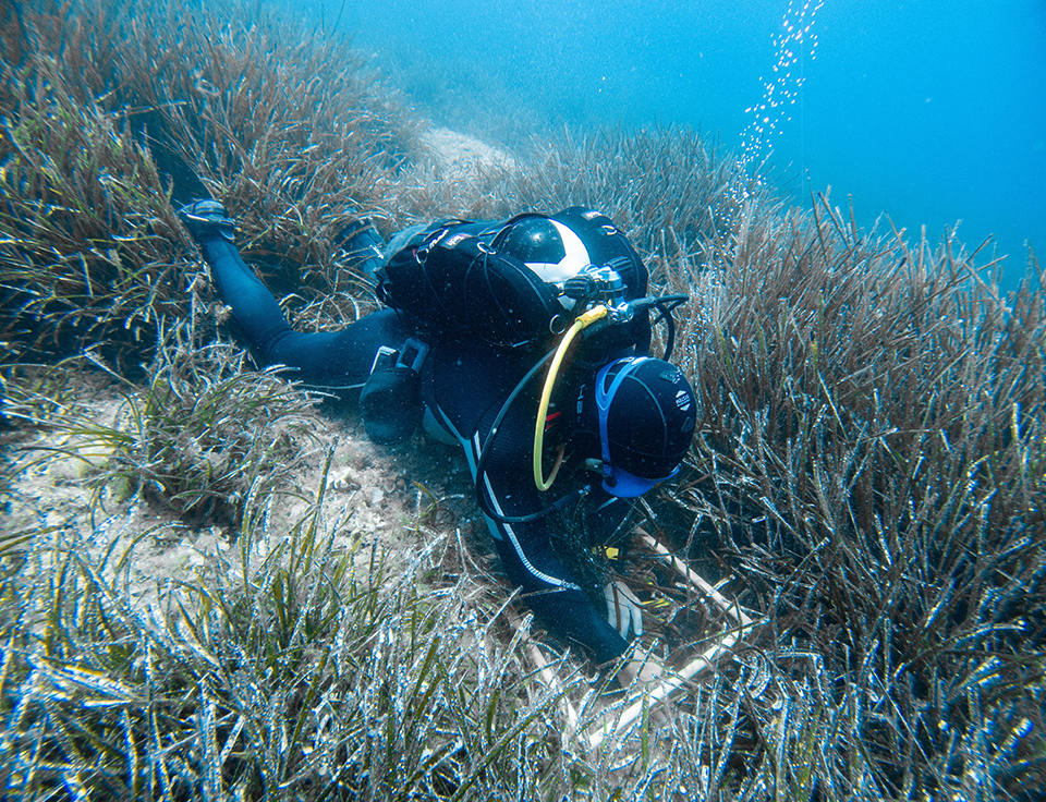cover Croatia&#8217;s scientists seek to ward off threat to Posidonia seagrass