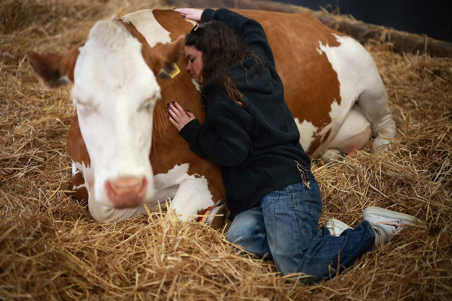 cover UK farm swaps milk for cow cuddles as floods and food prices take their toll