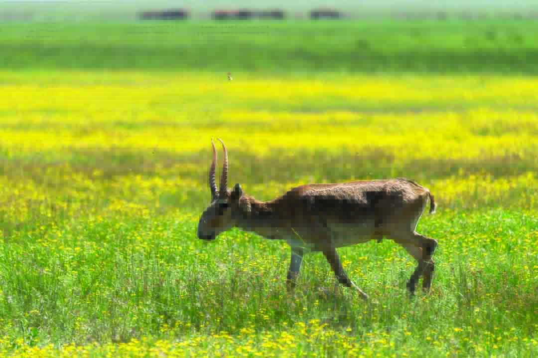 cover Russian farmers appeal for help against antelope invasion
