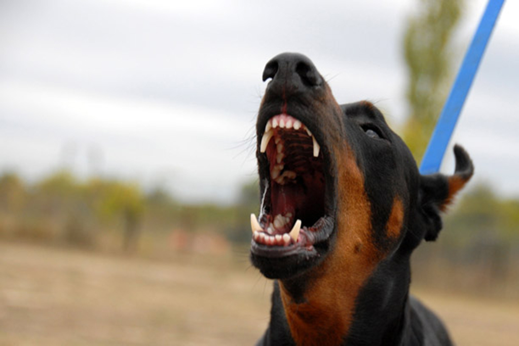 image Dogs bite three in Moni, owners remanded