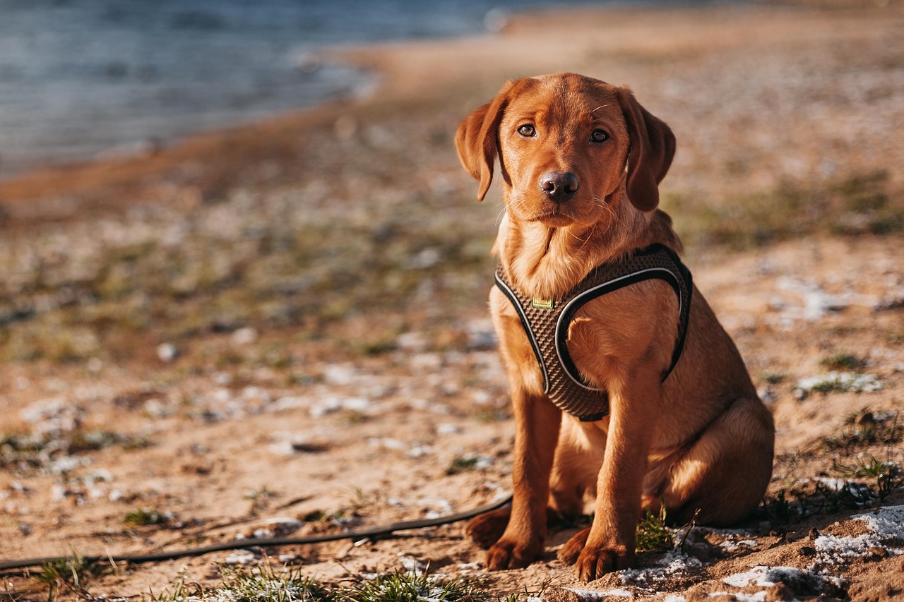 cover Potamia the new dog-friendly beach in Paralimni