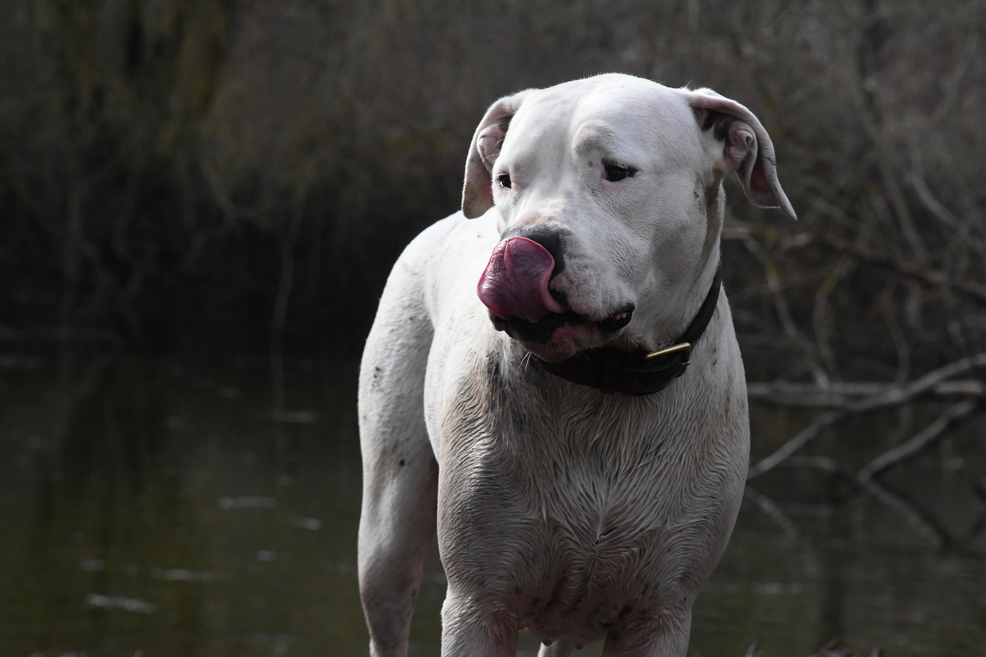 image Dogs involved in attack to be euthanised, animal rights group furious