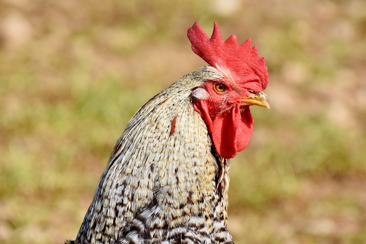 image Man fined for making rooster smoke a cigarette and drink raki