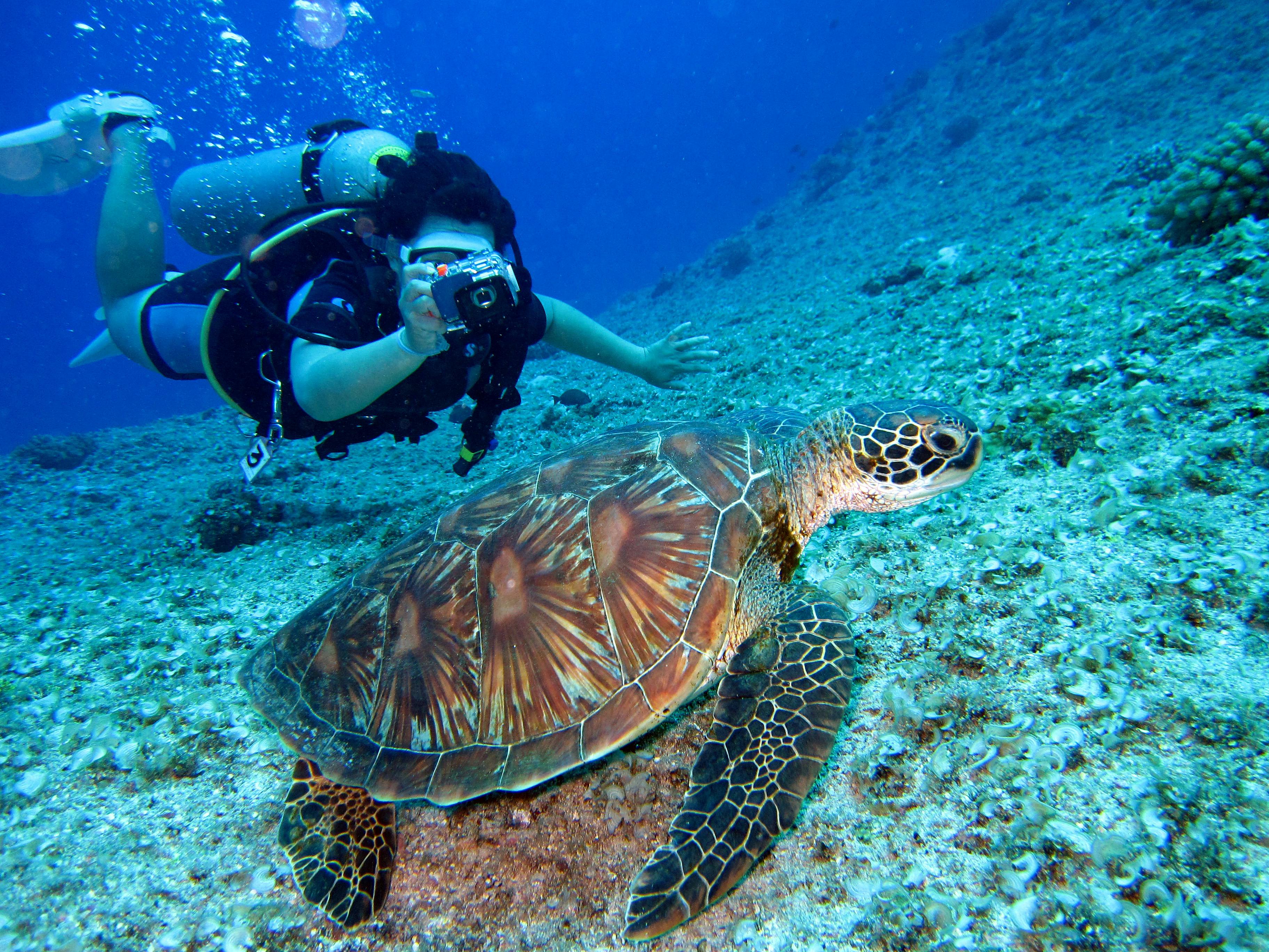 cover Sea of possibilities: the underwater gardeners restoring marine forests