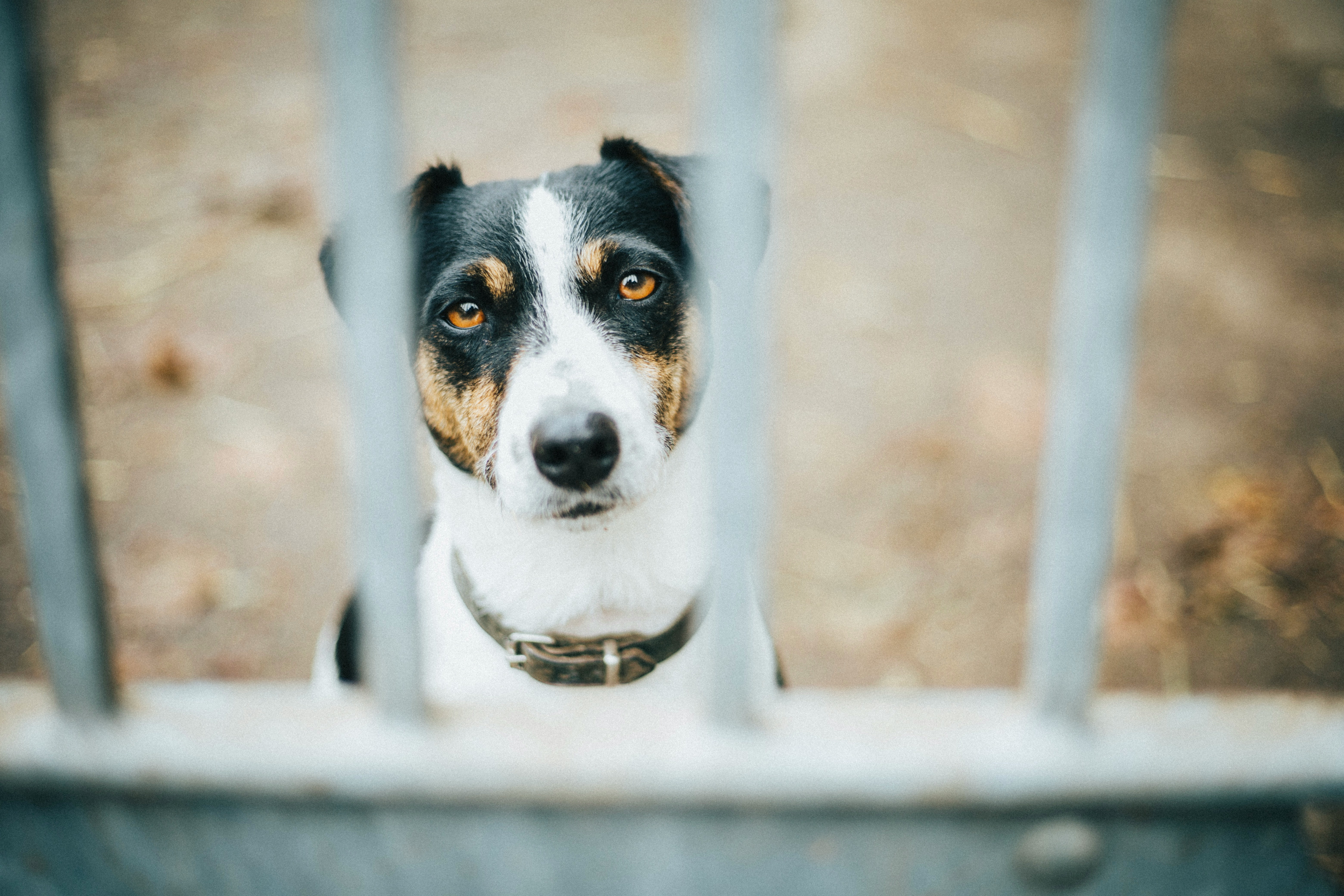 cover Man arrested for dog abuse