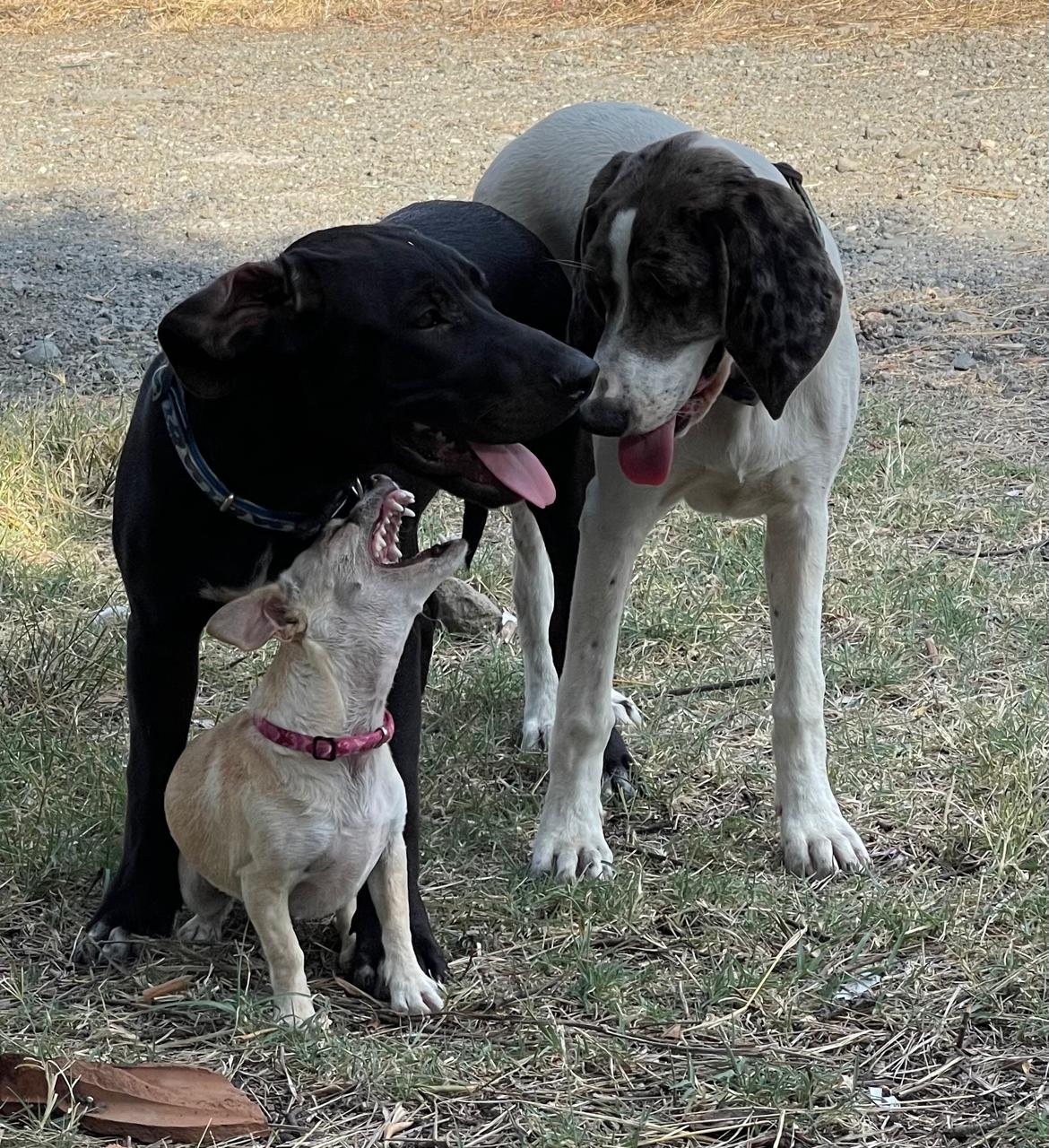 cover Helping your pets beat the heat