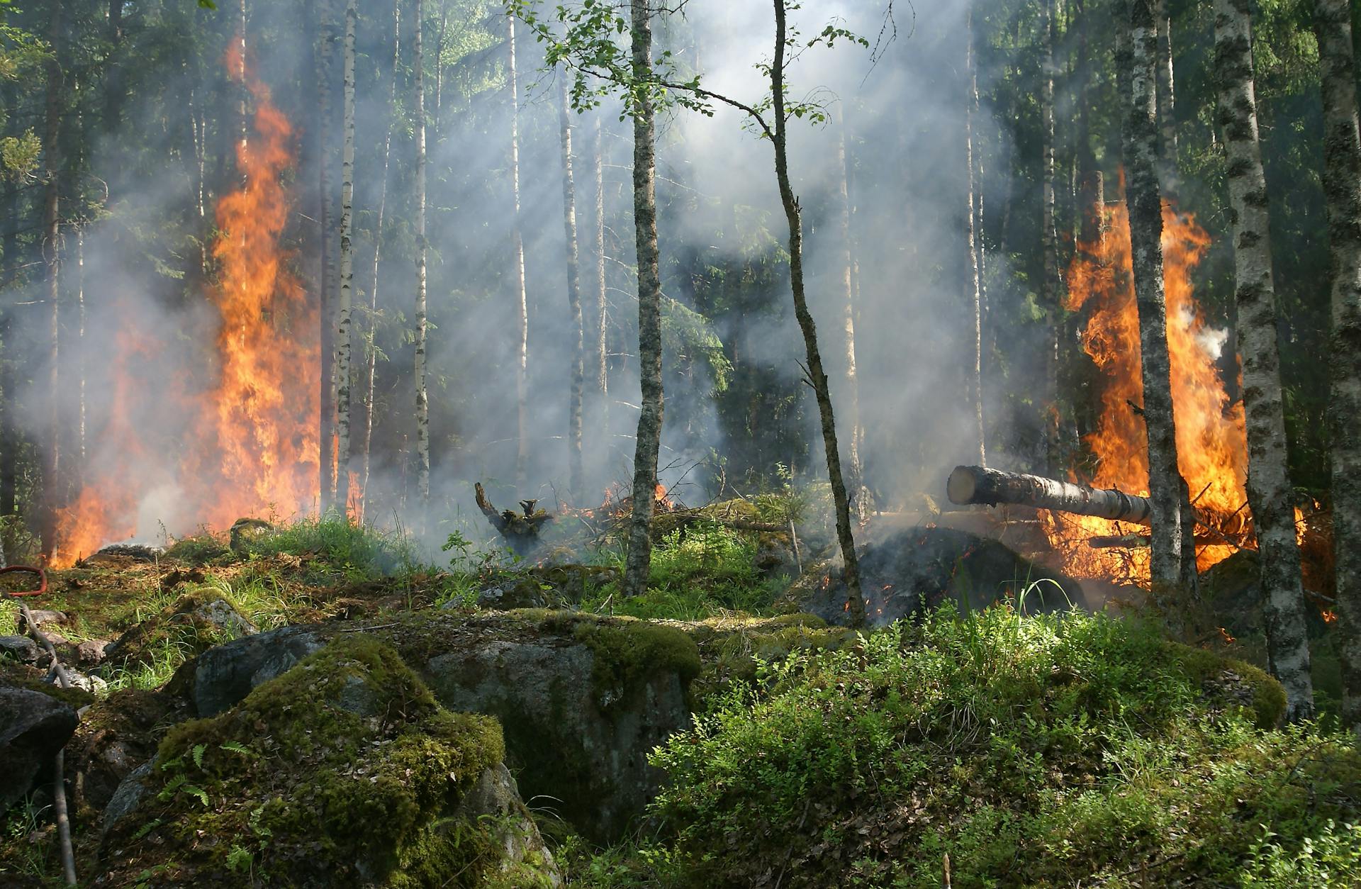 cover Fighting fire with innovation: a pan-European push to tackle extreme wildfires