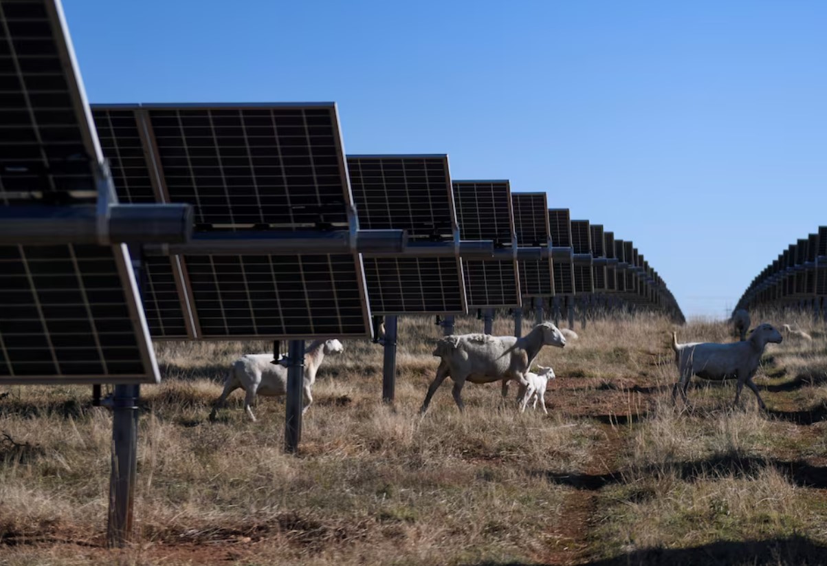 image Trump blames renewables despite Texas grid&#8217;s strong record