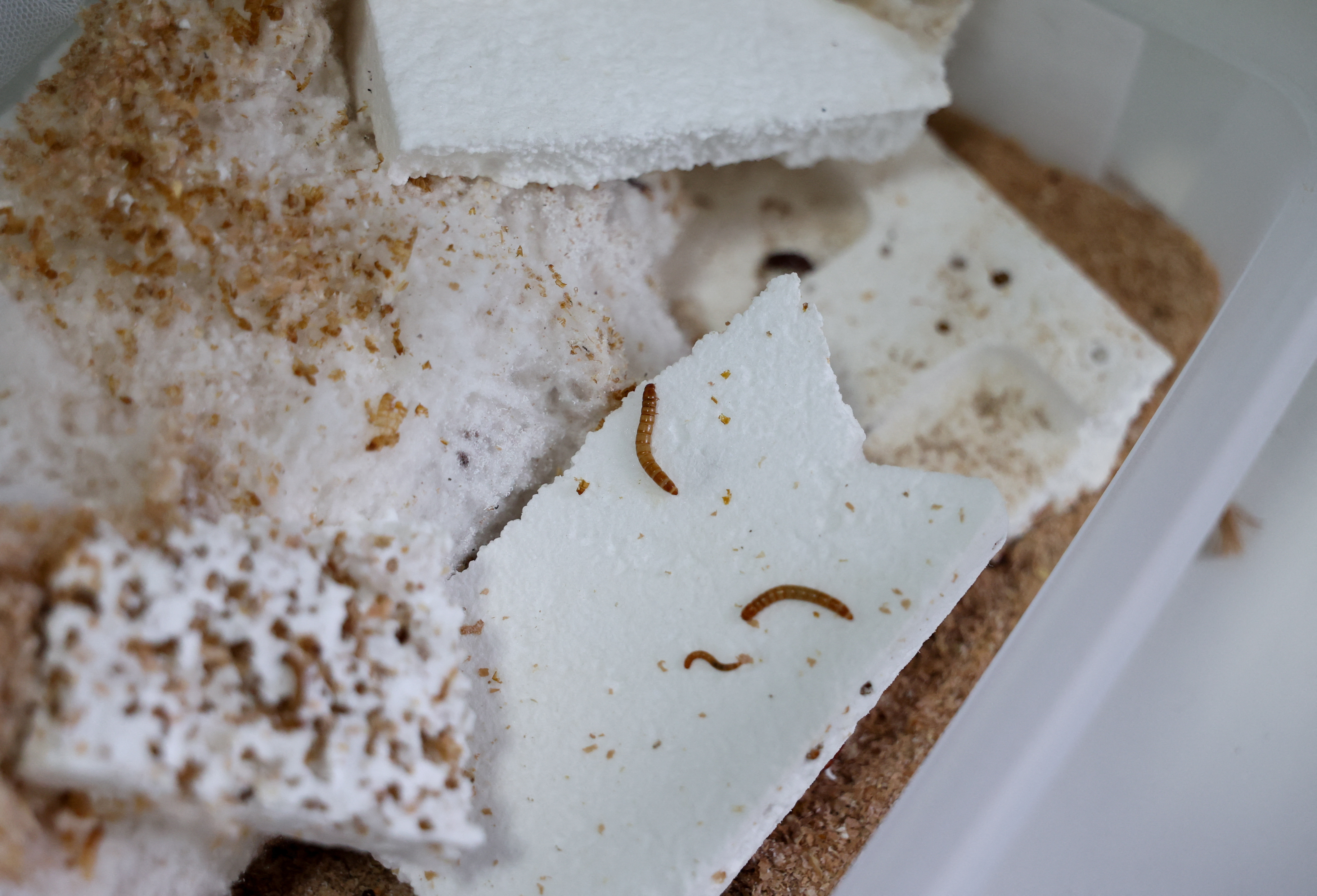 image Dinner is served: Mealworms belly up to the plastic buffet