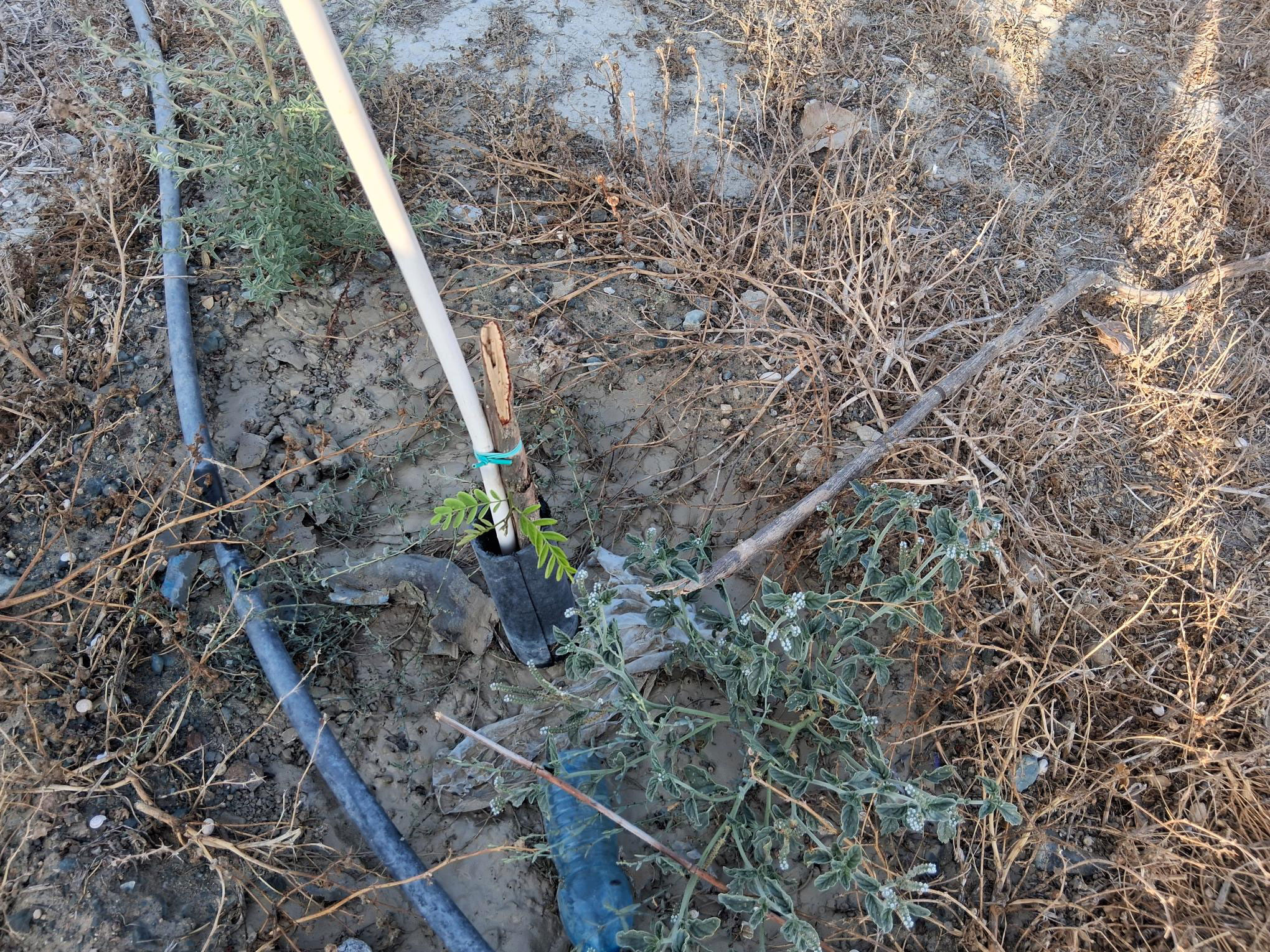 cover Larnaca municipality condemns vandalism of green space