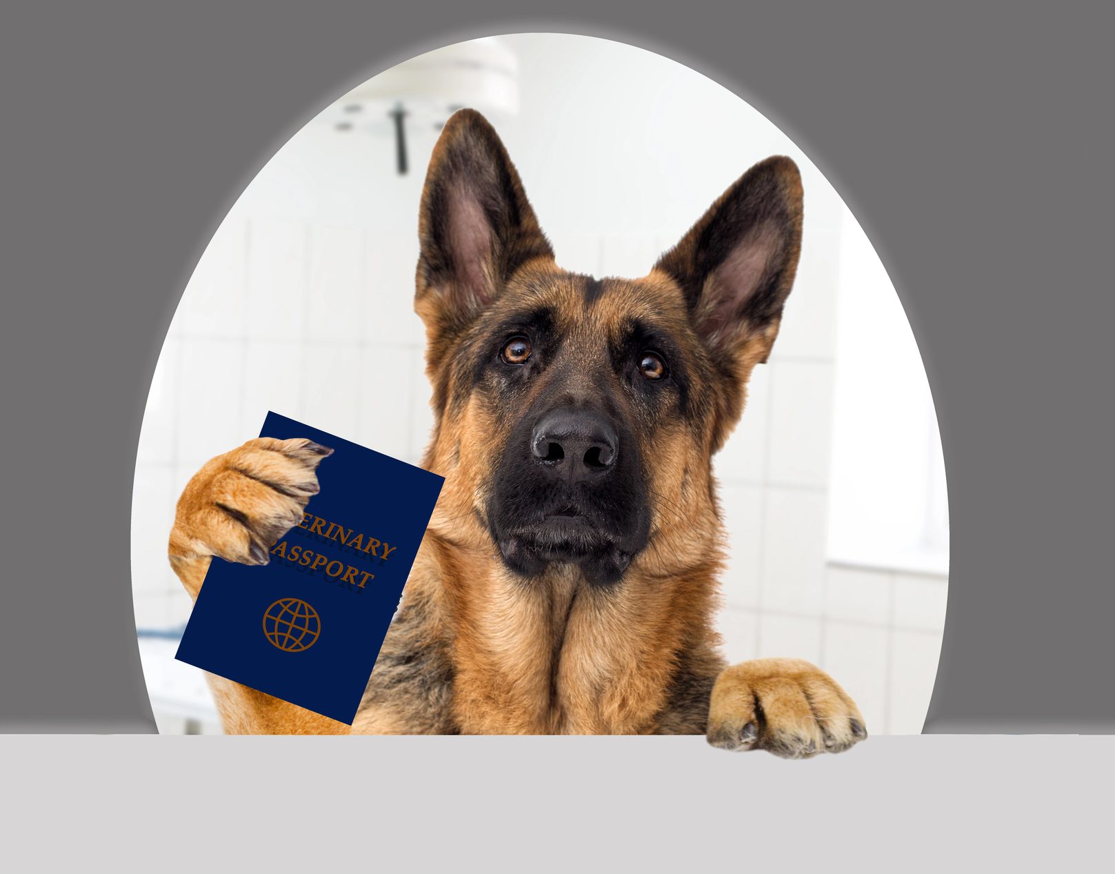 cover Britain cancels extra border checks for animals ahead of UK-EU deal